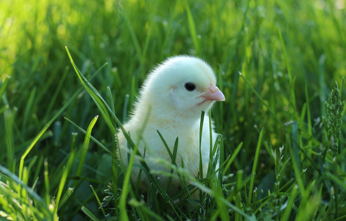 Baby Chick Wallpapers