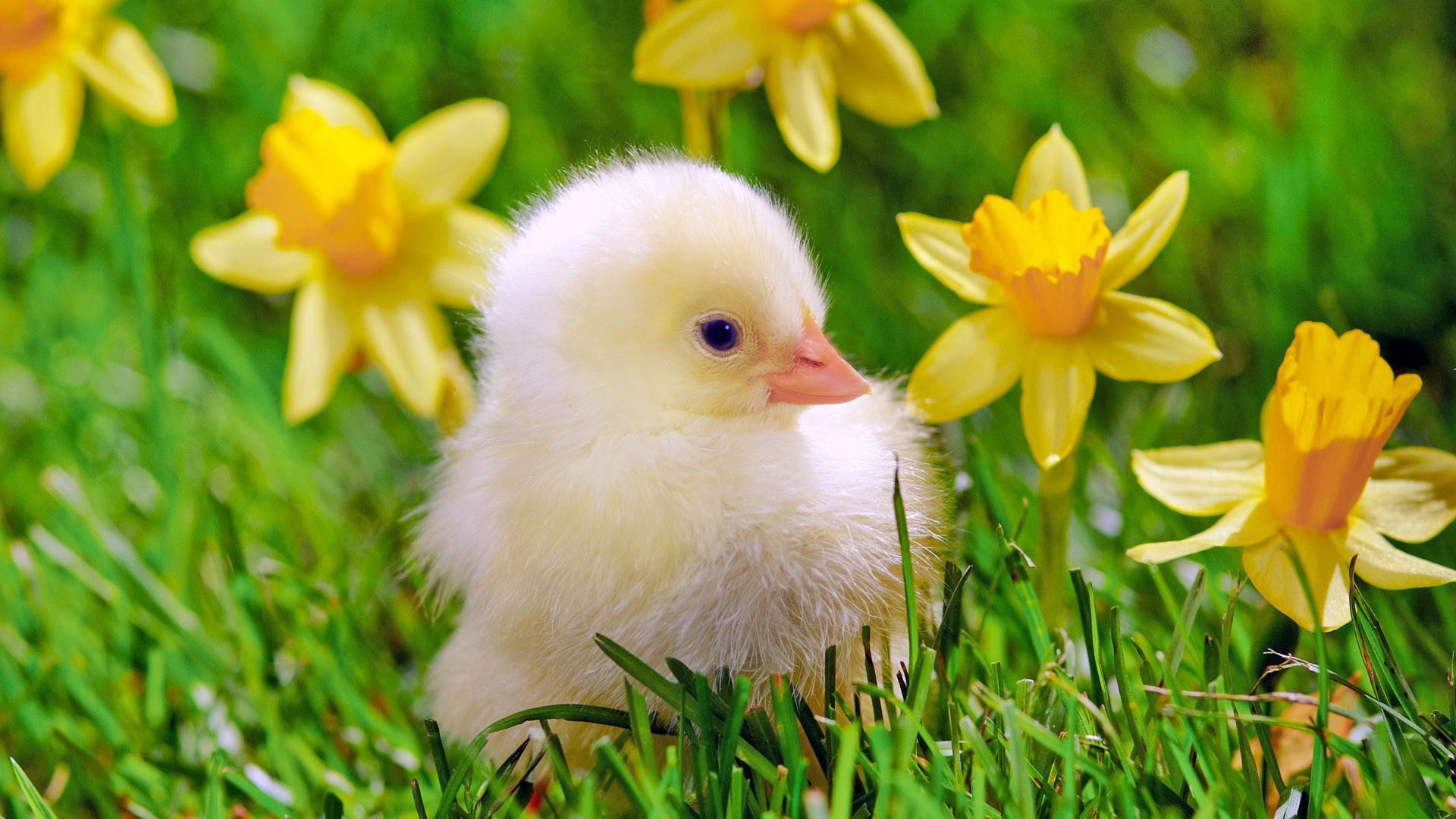 Baby Chick Wallpapers