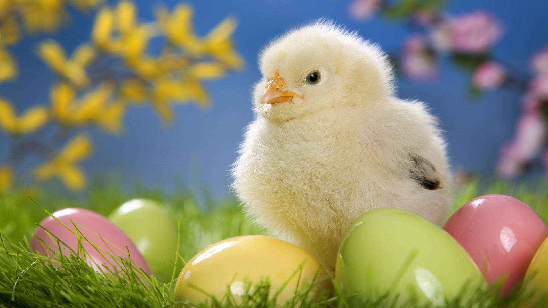 Baby Chick Wallpapers