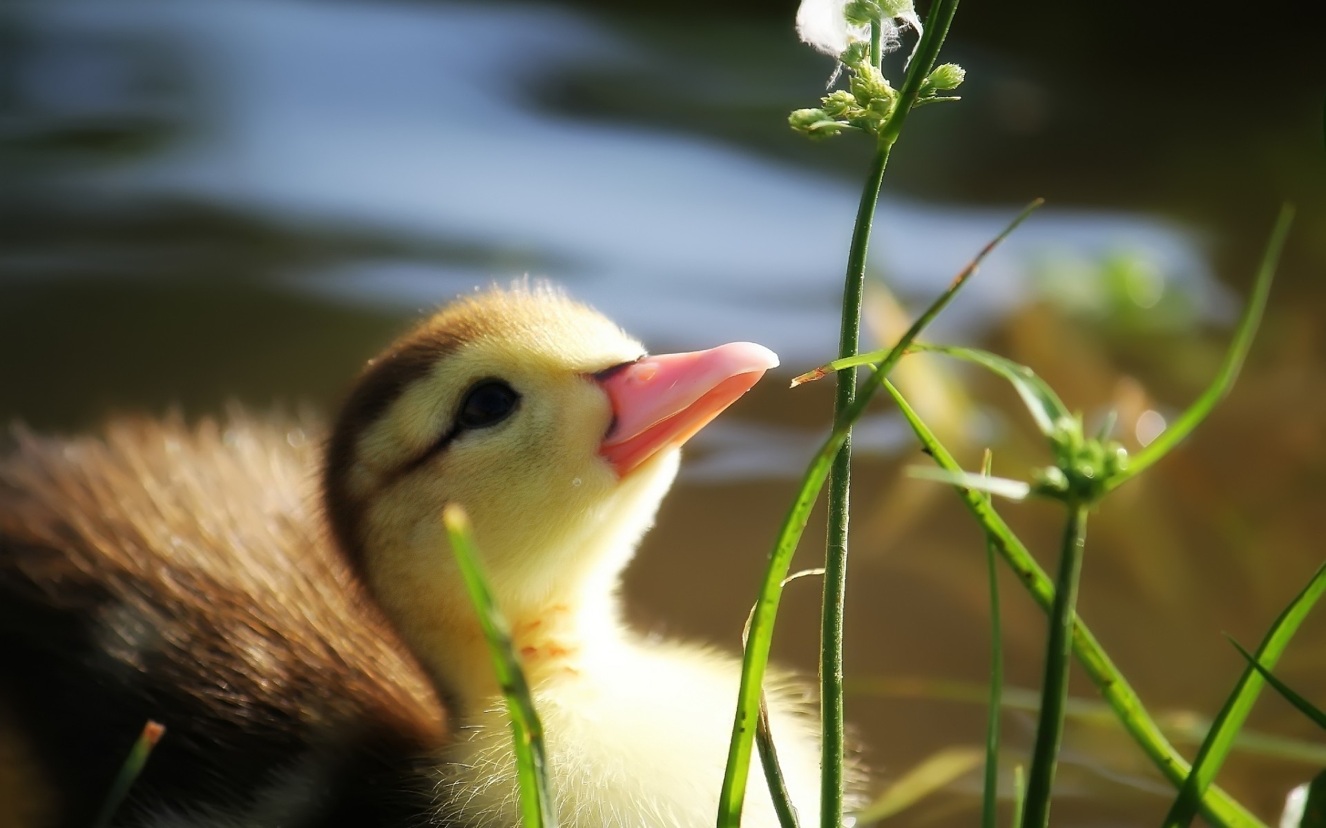 Baby Duck Wallpapers