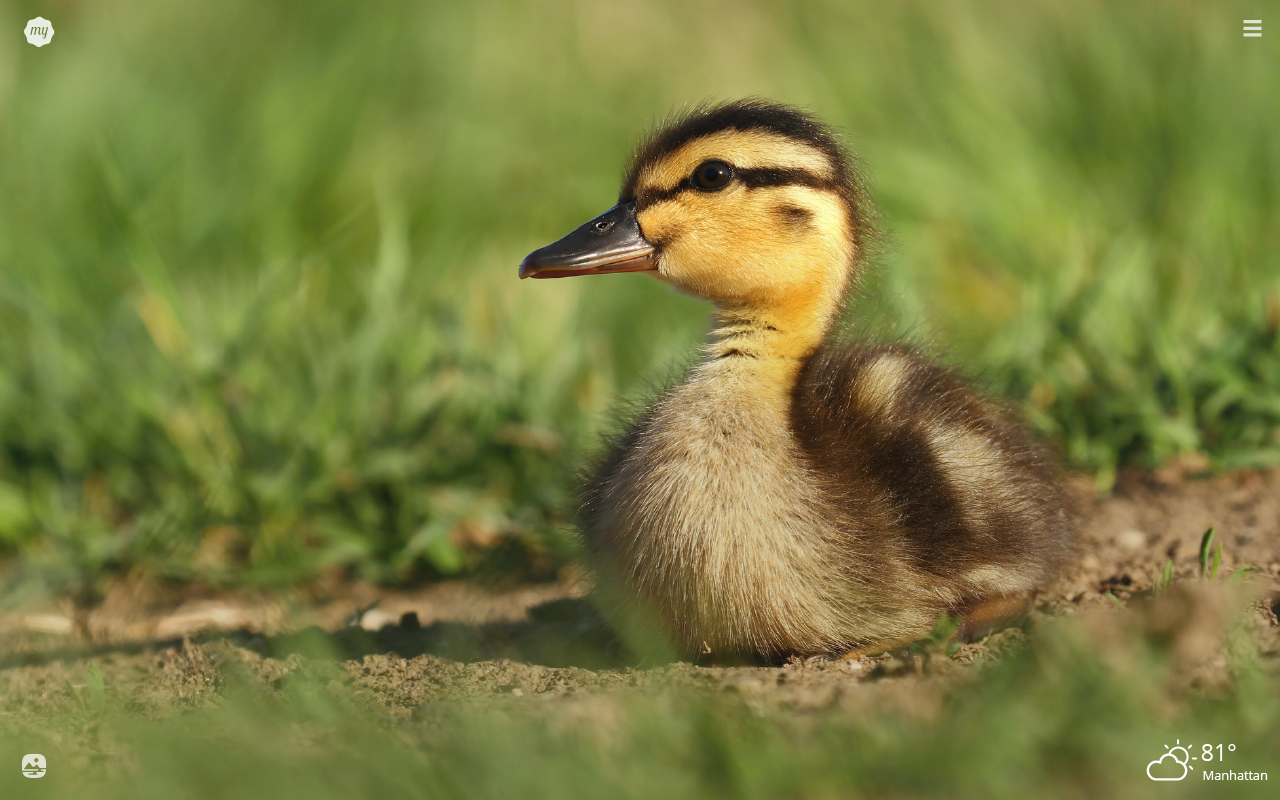 Baby Duck Wallpapers