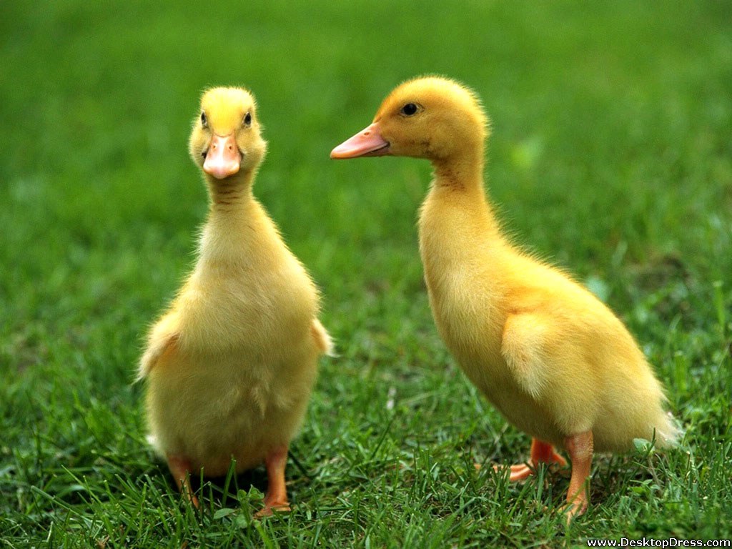 Baby Duck Wallpapers