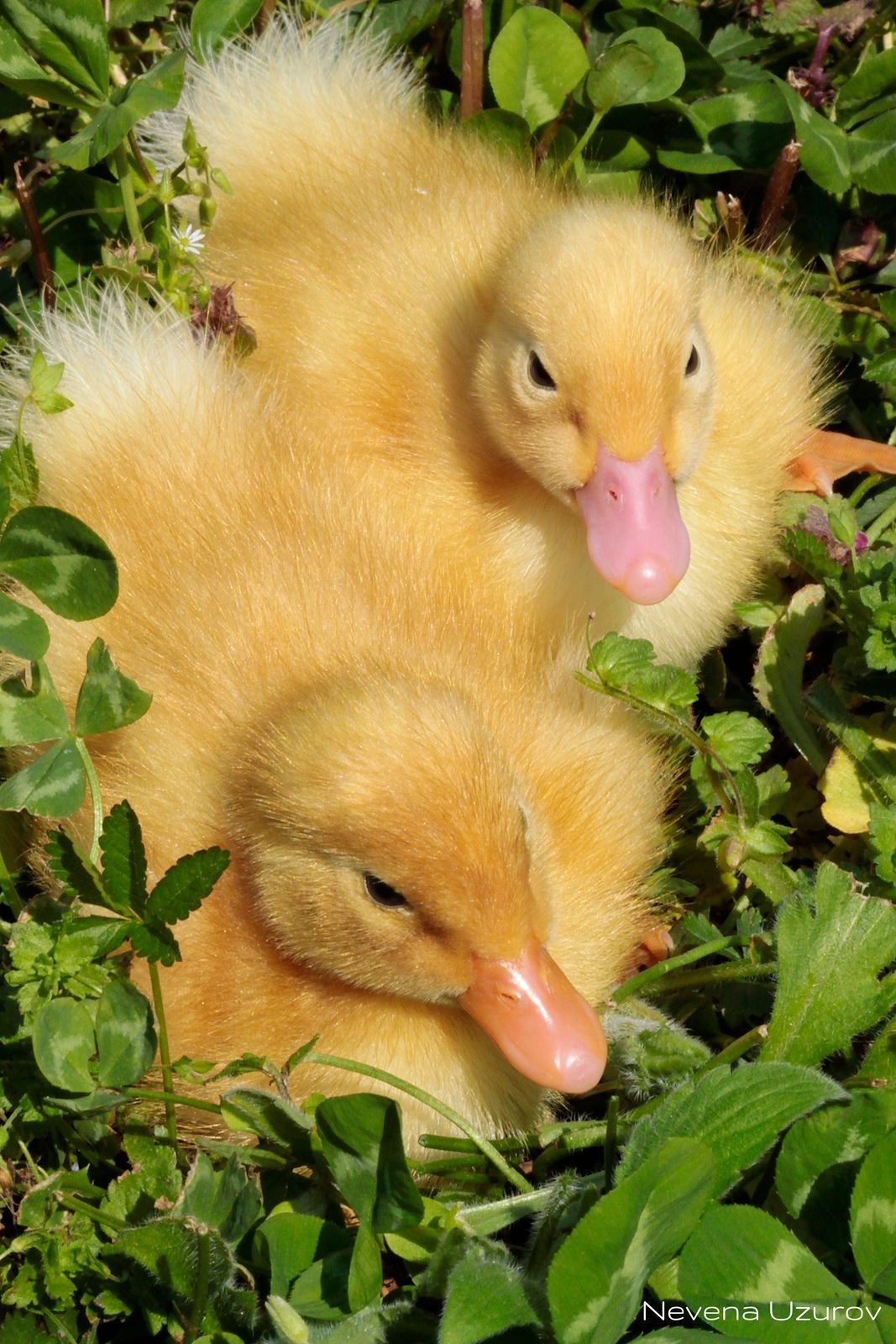 Baby Duck Wallpapers