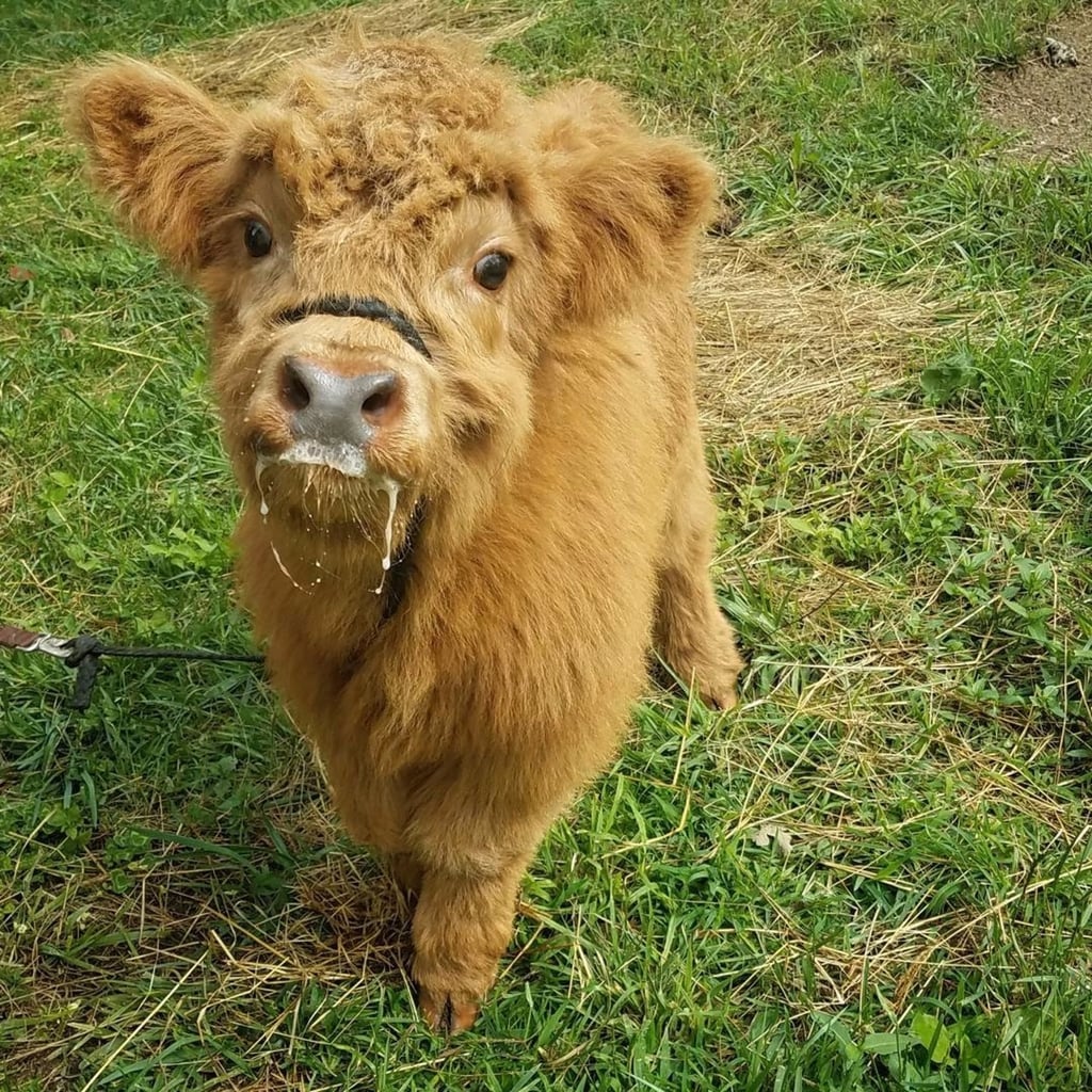 Baby Fluffy Cow Wallpapers