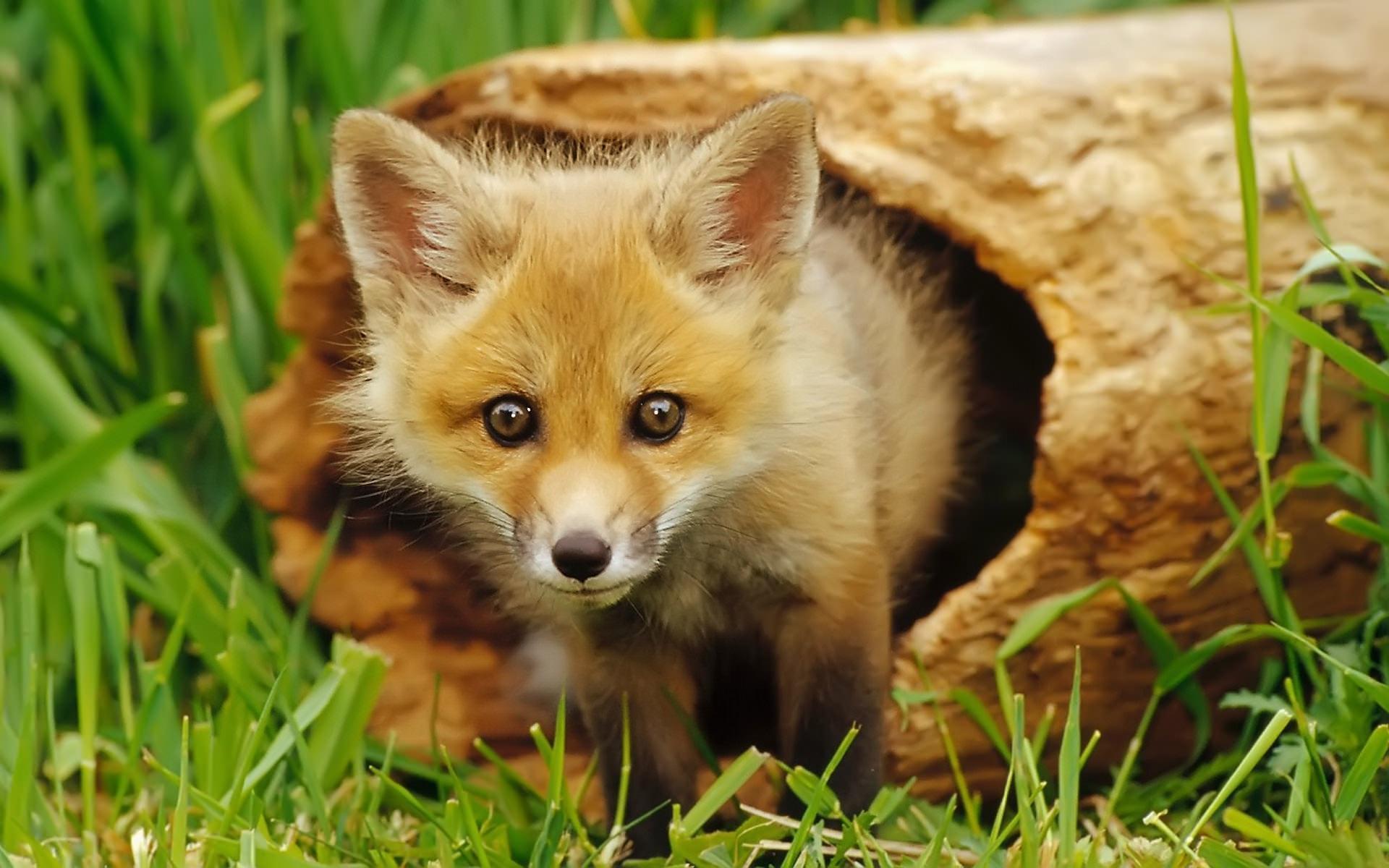 Baby Fox Wallpapers
