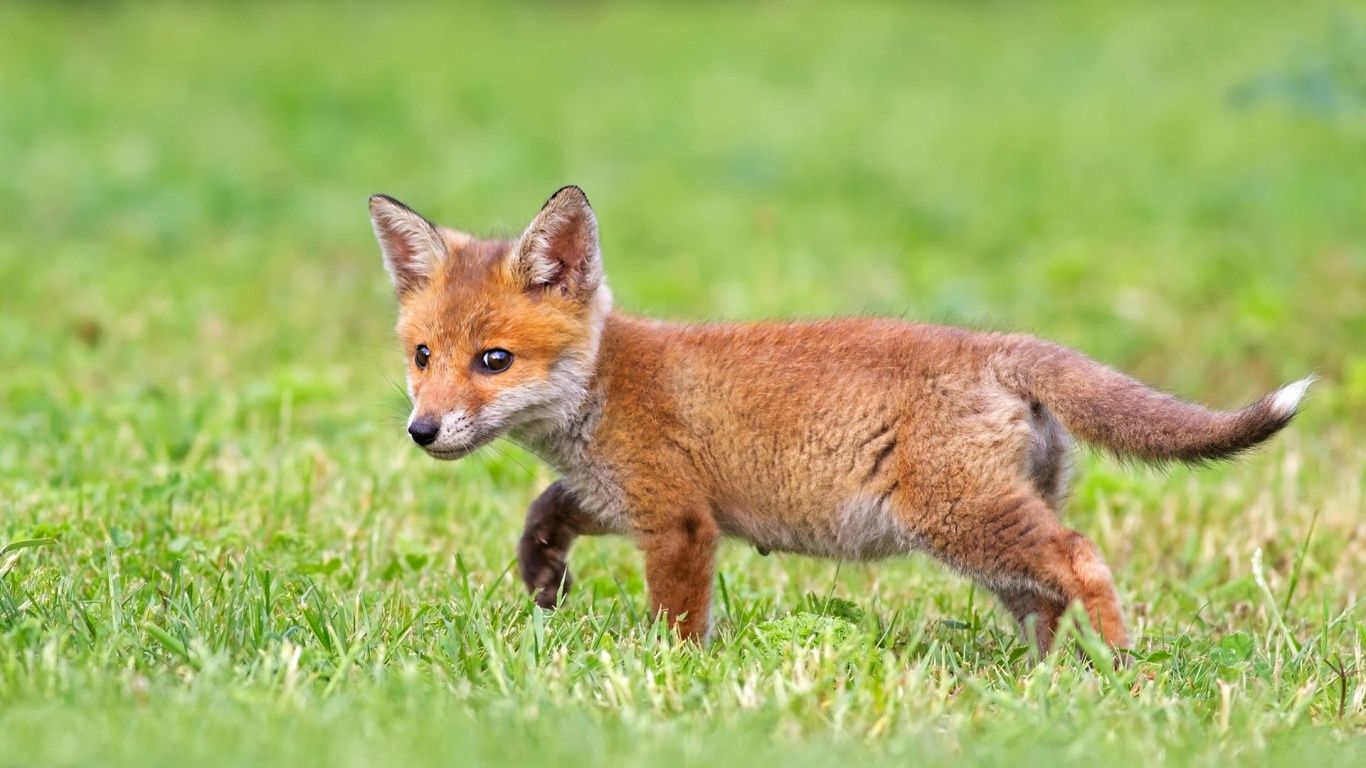 Baby Fox Wallpapers