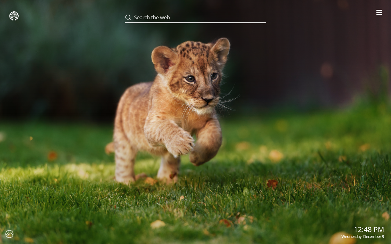 Baby Lion Pic Wallpapers