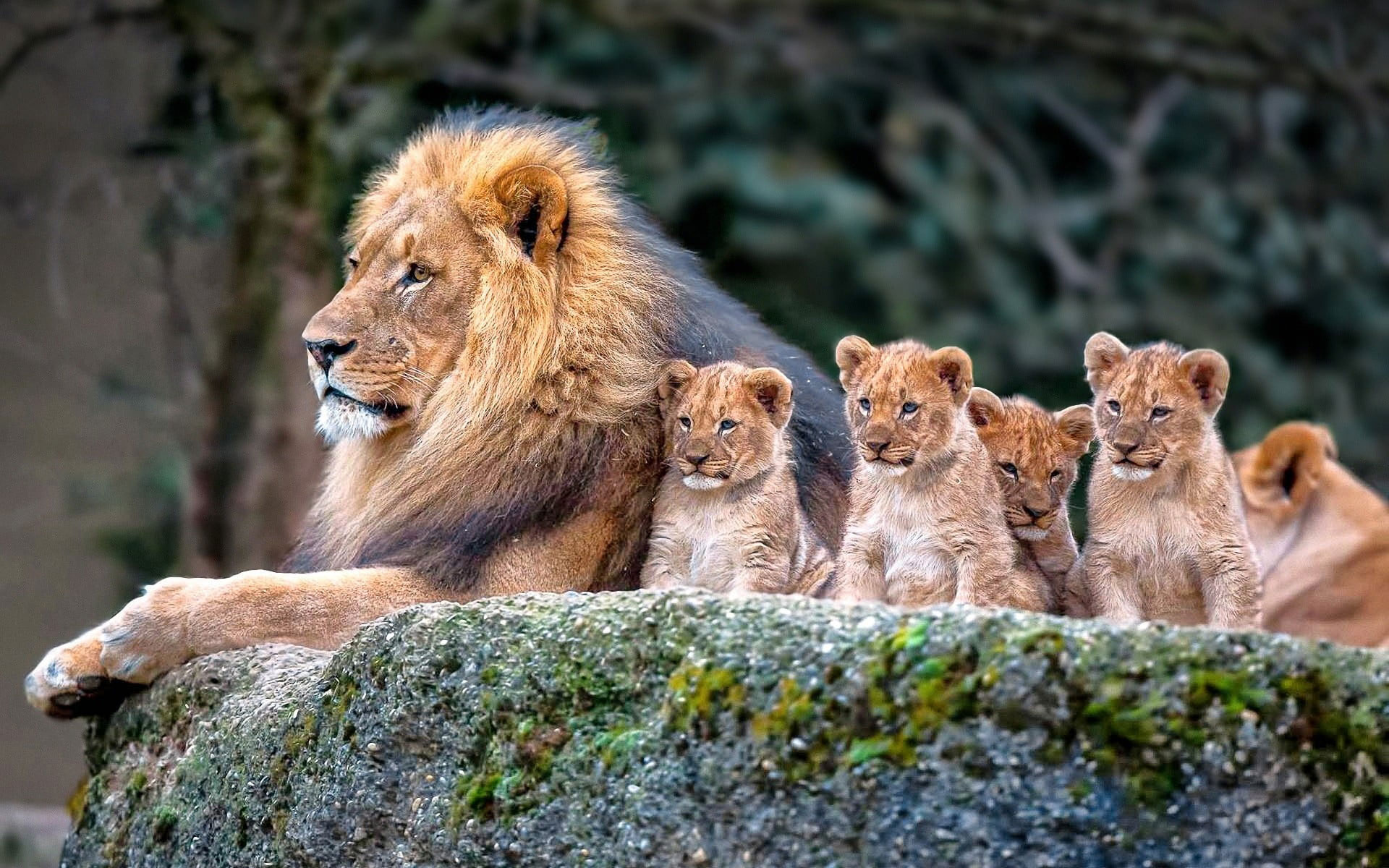 Baby Lion Pic Wallpapers