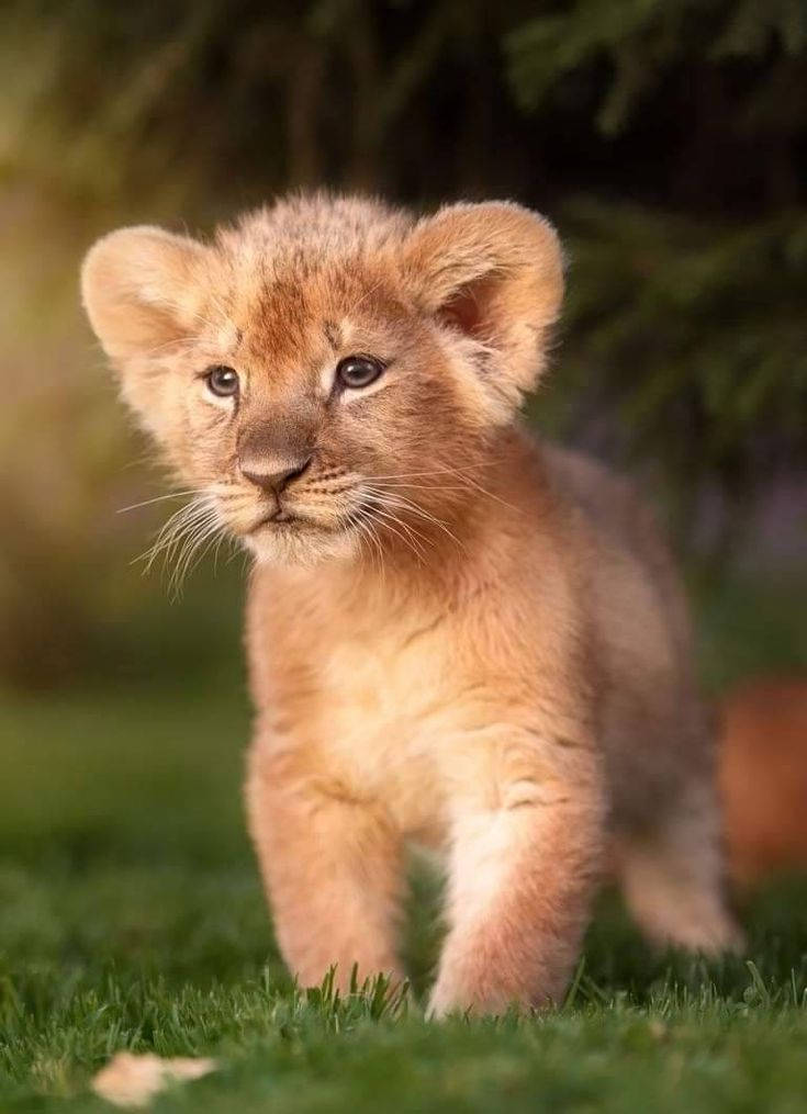 Baby Lion Pic Wallpapers