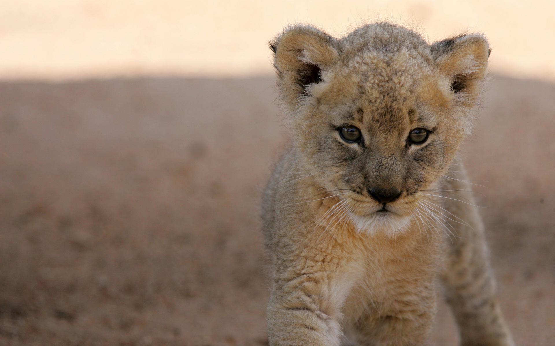 Baby Lion Pic Wallpapers