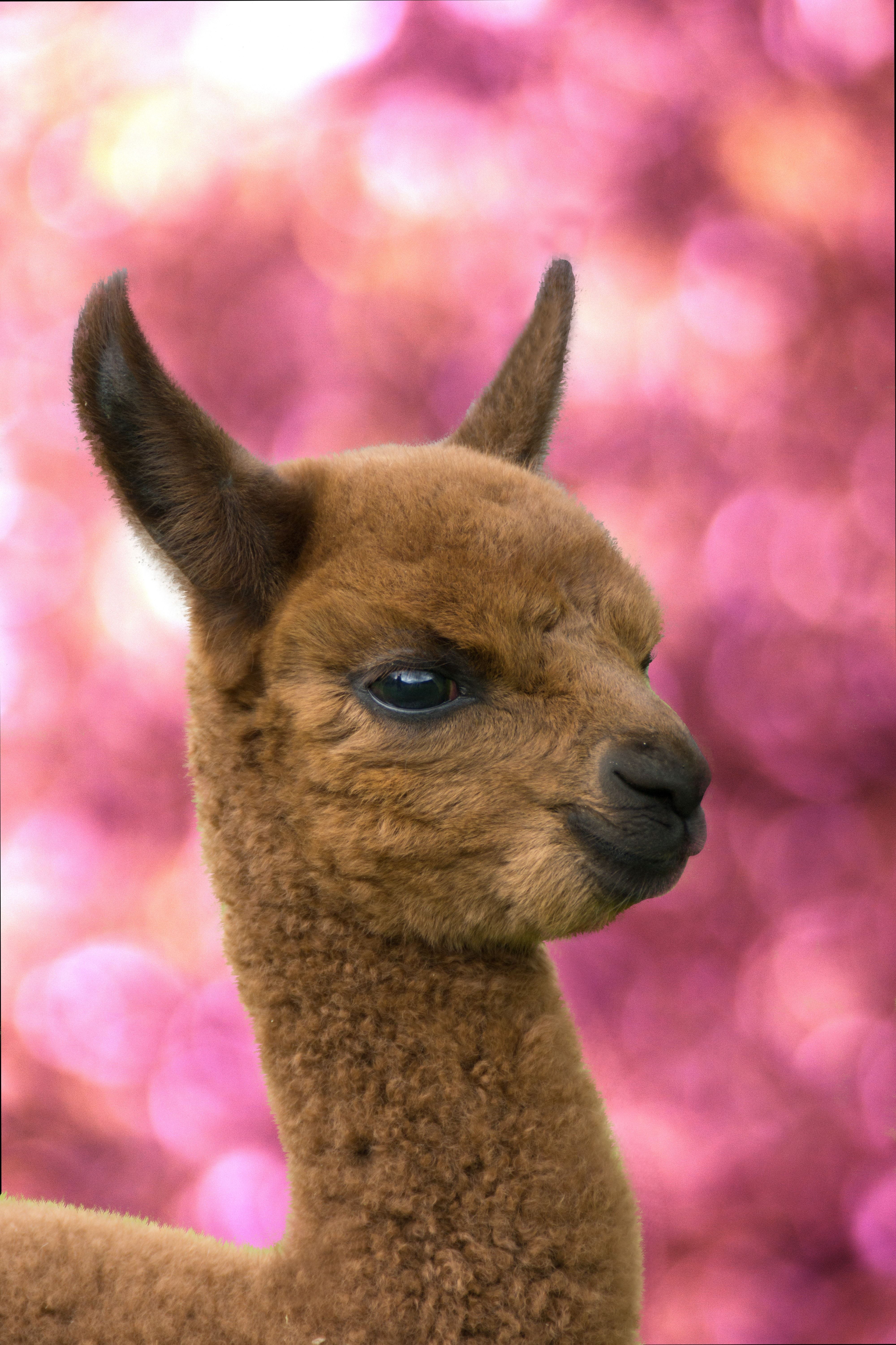 Baby Llama Pics Wallpapers