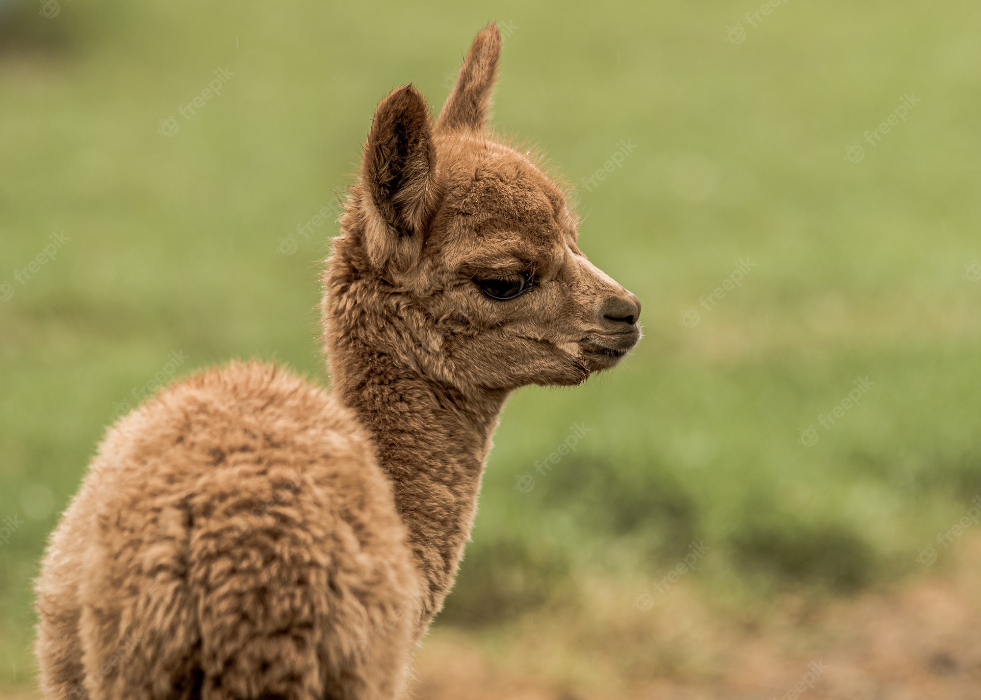 Baby Llama Pics Wallpapers