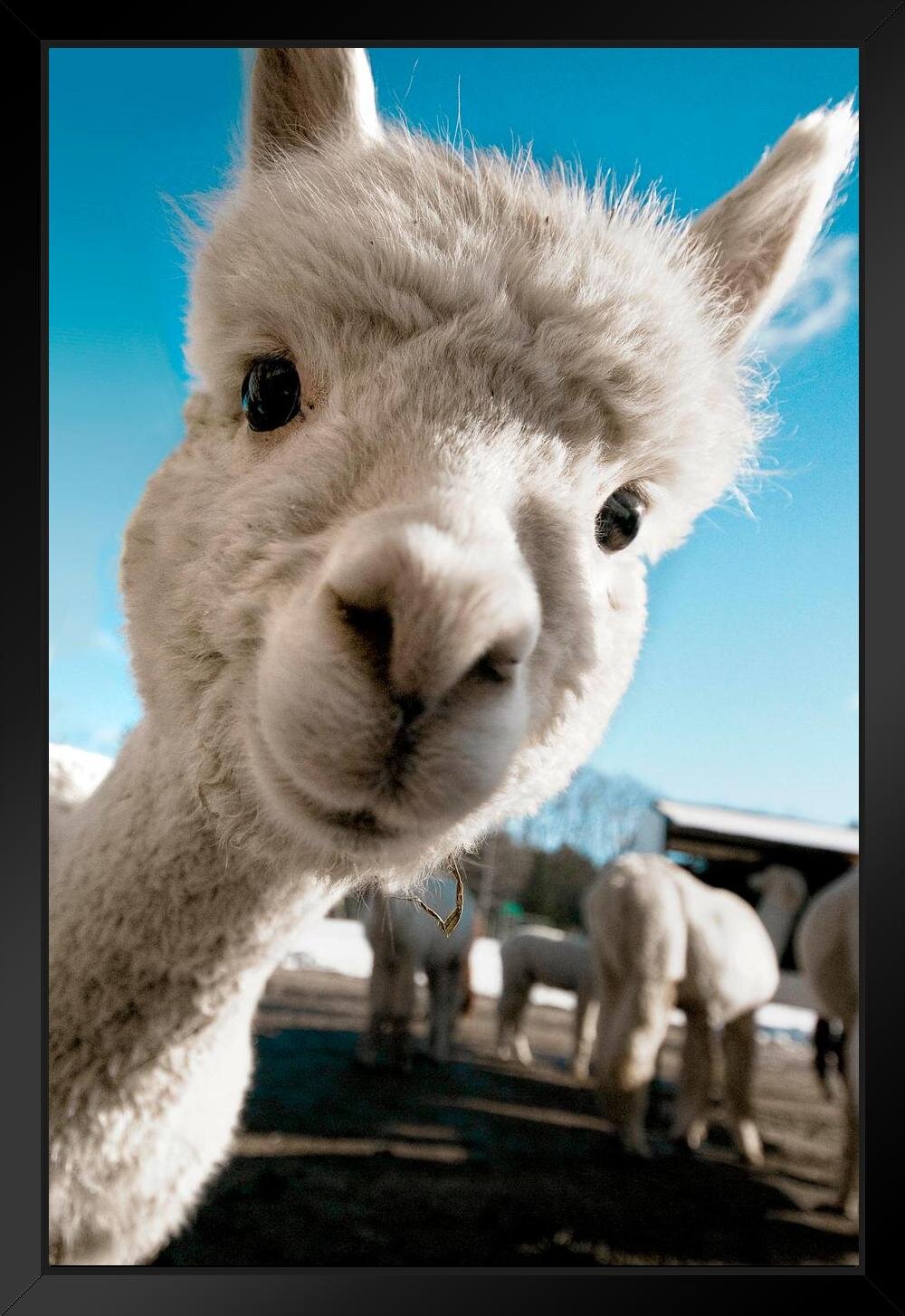 Baby Llama Pics Wallpapers