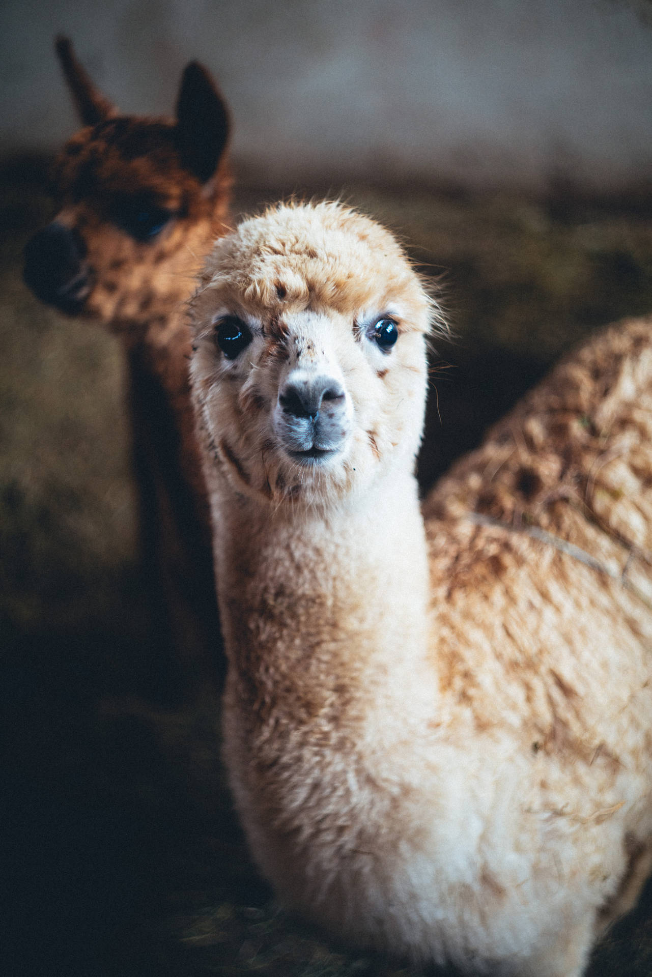 Baby Llama Pics Wallpapers