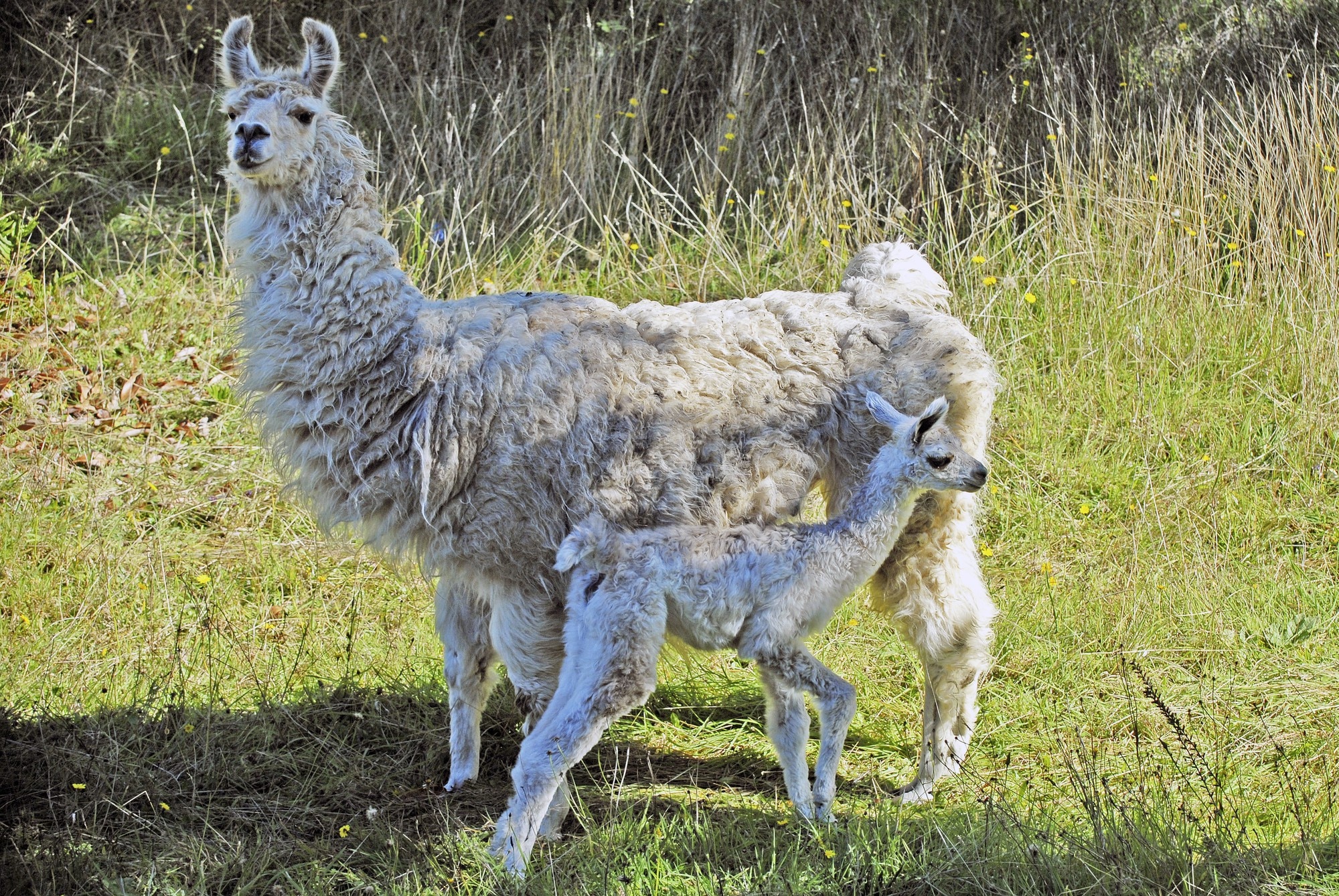 Baby Llama Pics Wallpapers