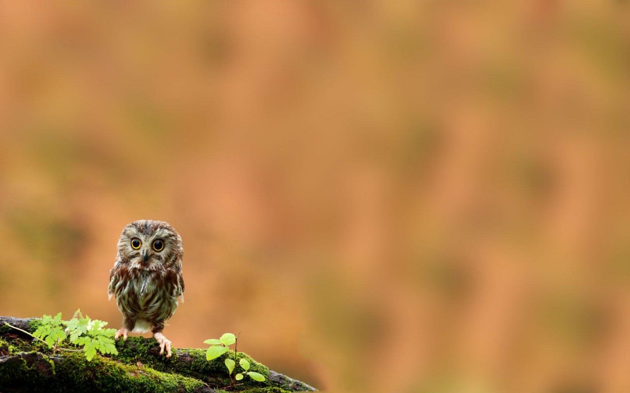 Baby Owl Wallpapers