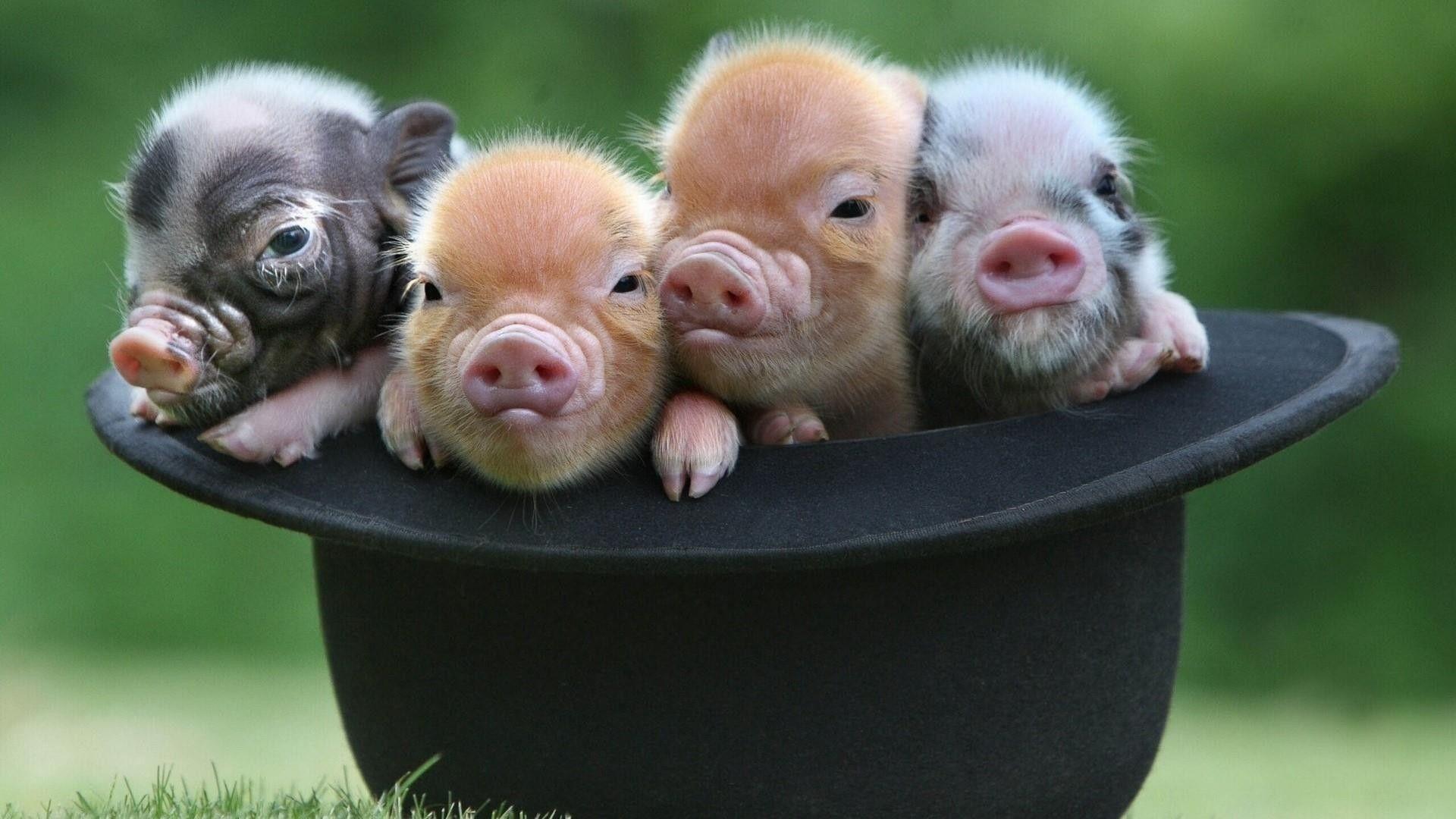 Baby Pigs Wallpapers