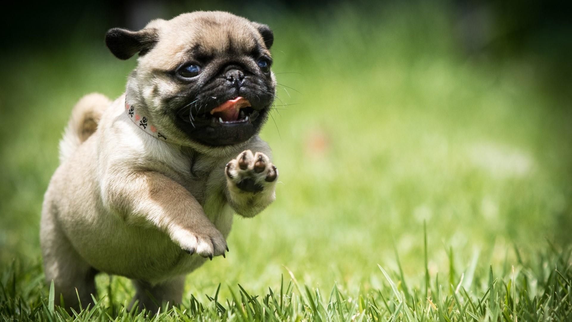 Baby Pugs Wallpapers