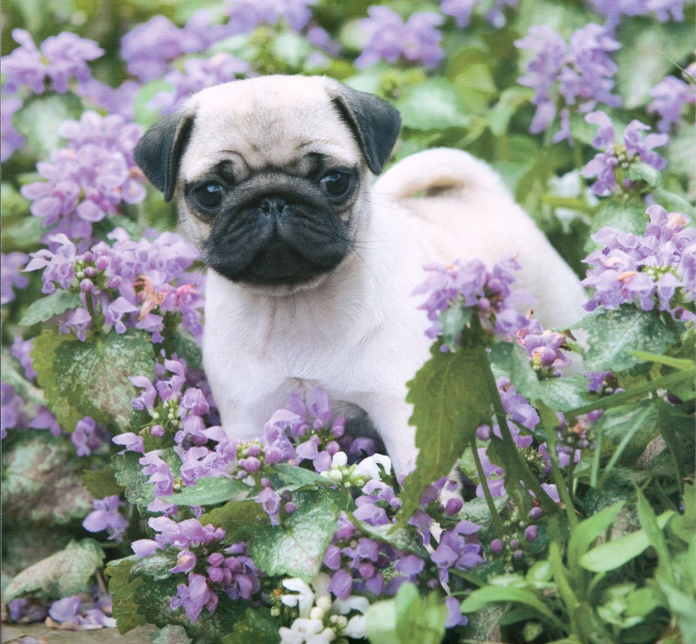 Baby Pugs Wallpapers