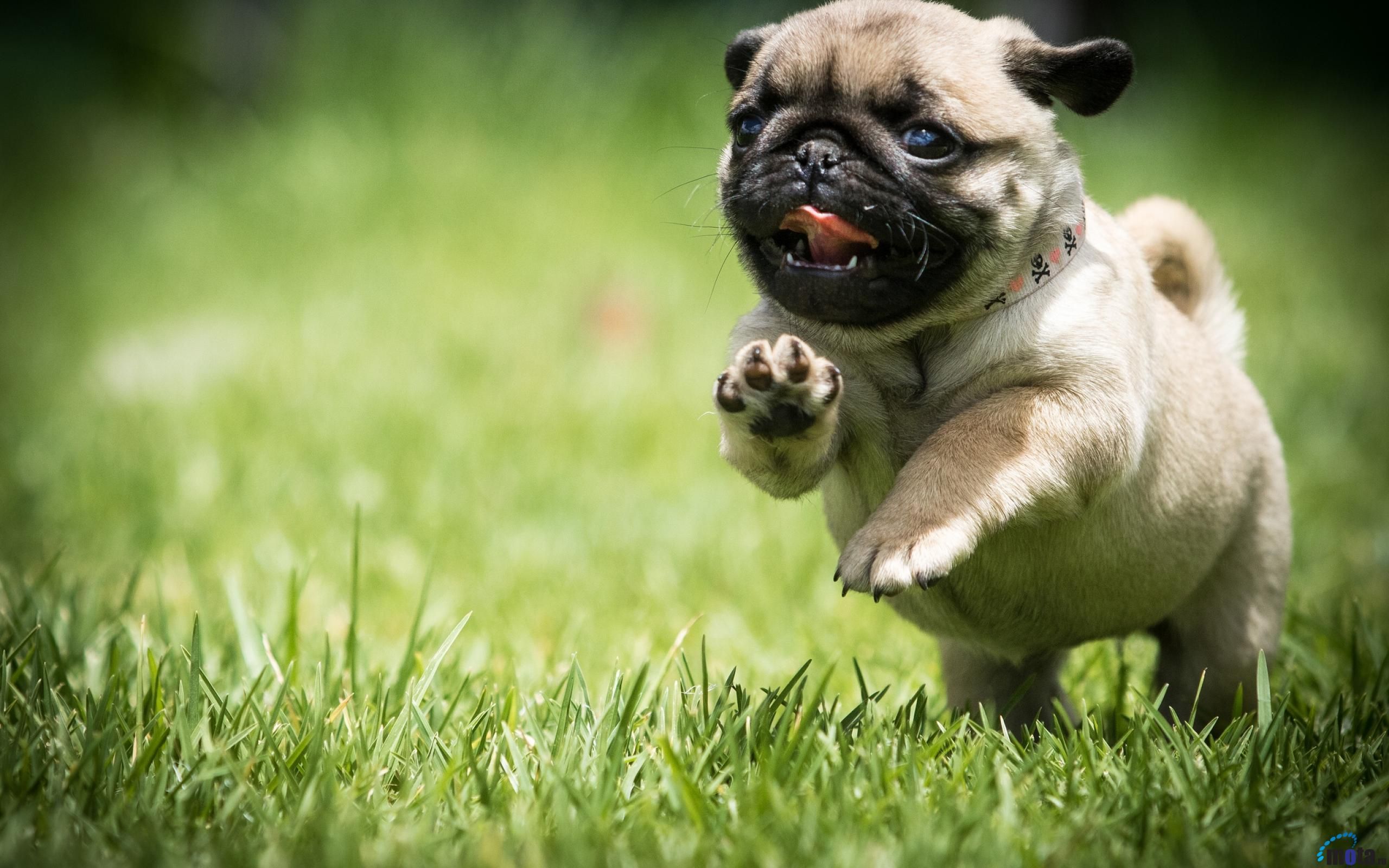 Baby Pugs Wallpapers