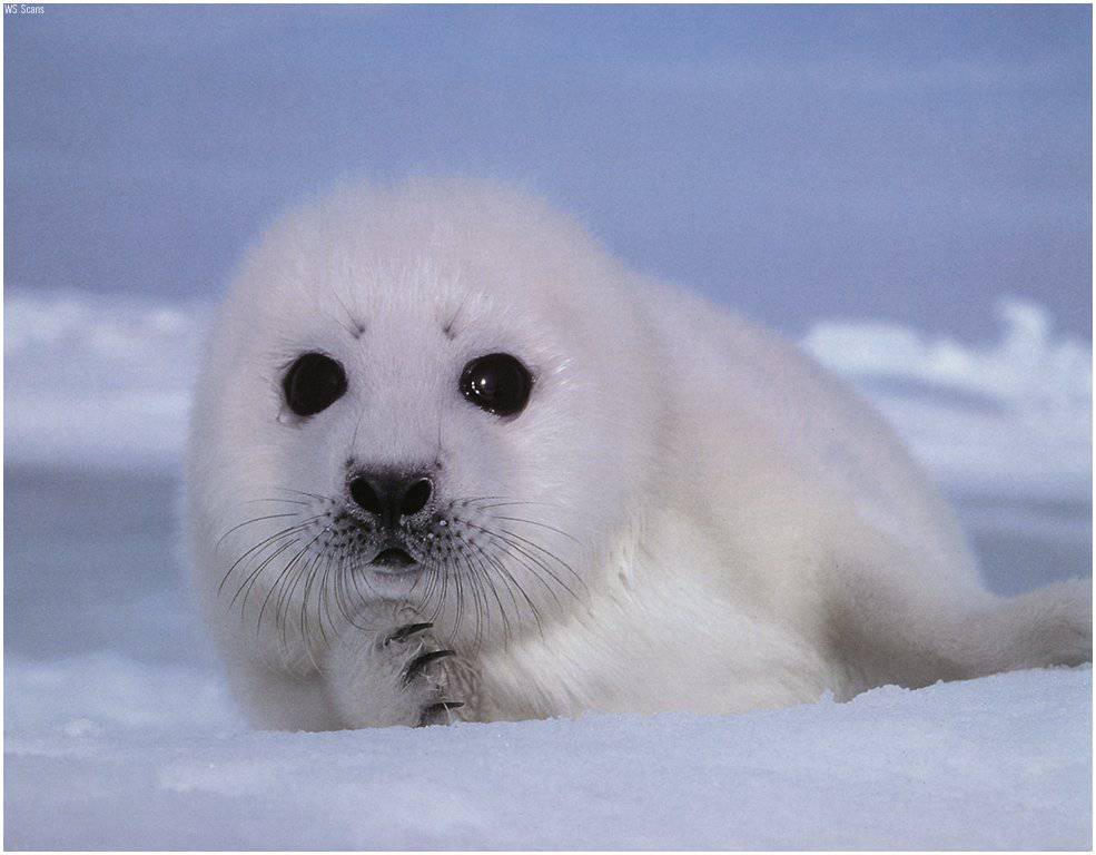 Baby Seal Wallpapers