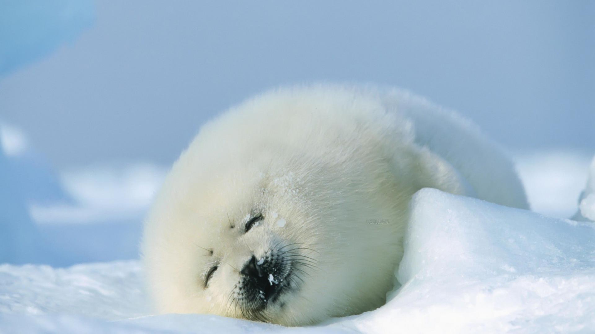 Baby Seal Wallpapers