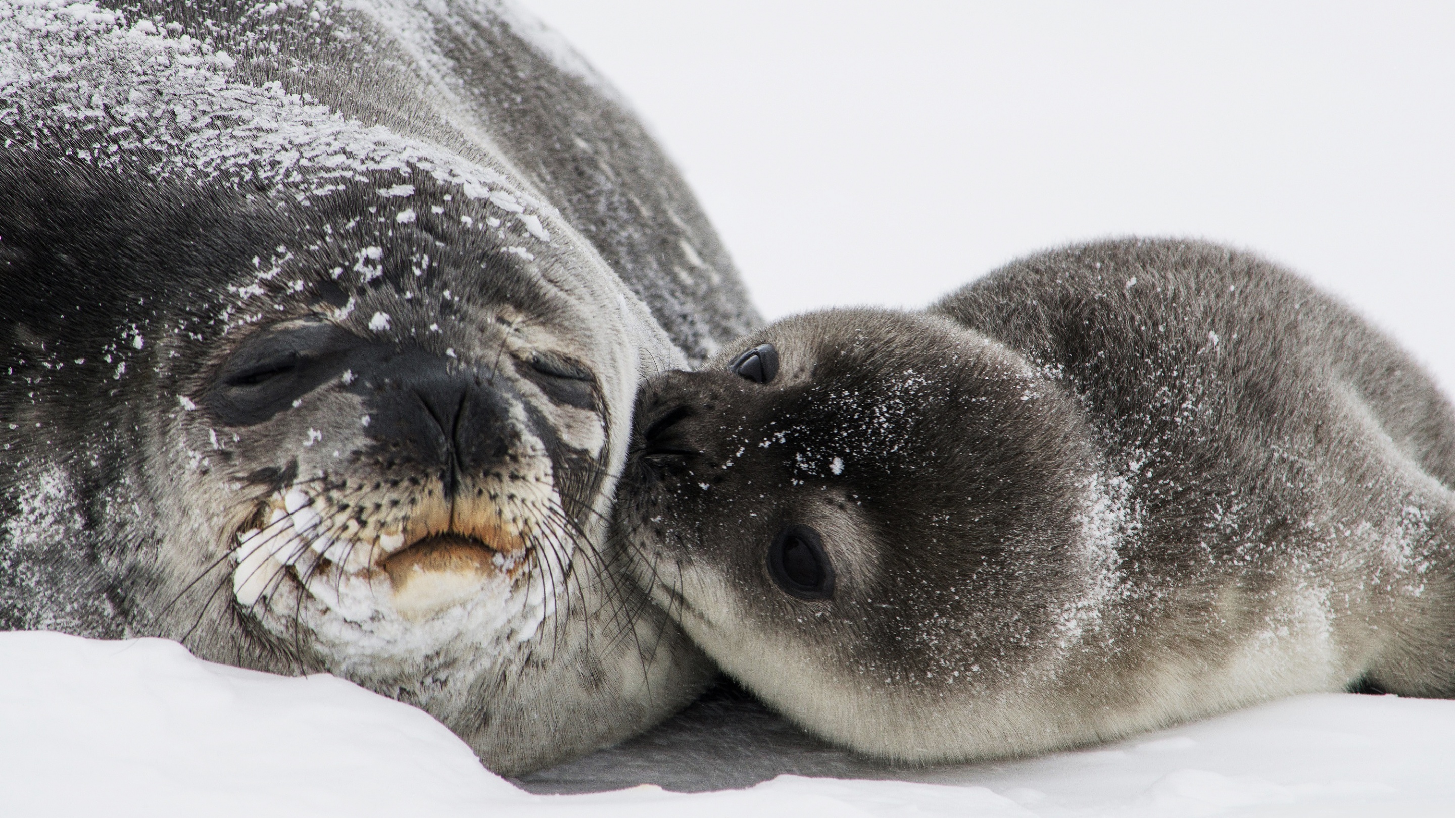 Baby Seal Wallpapers