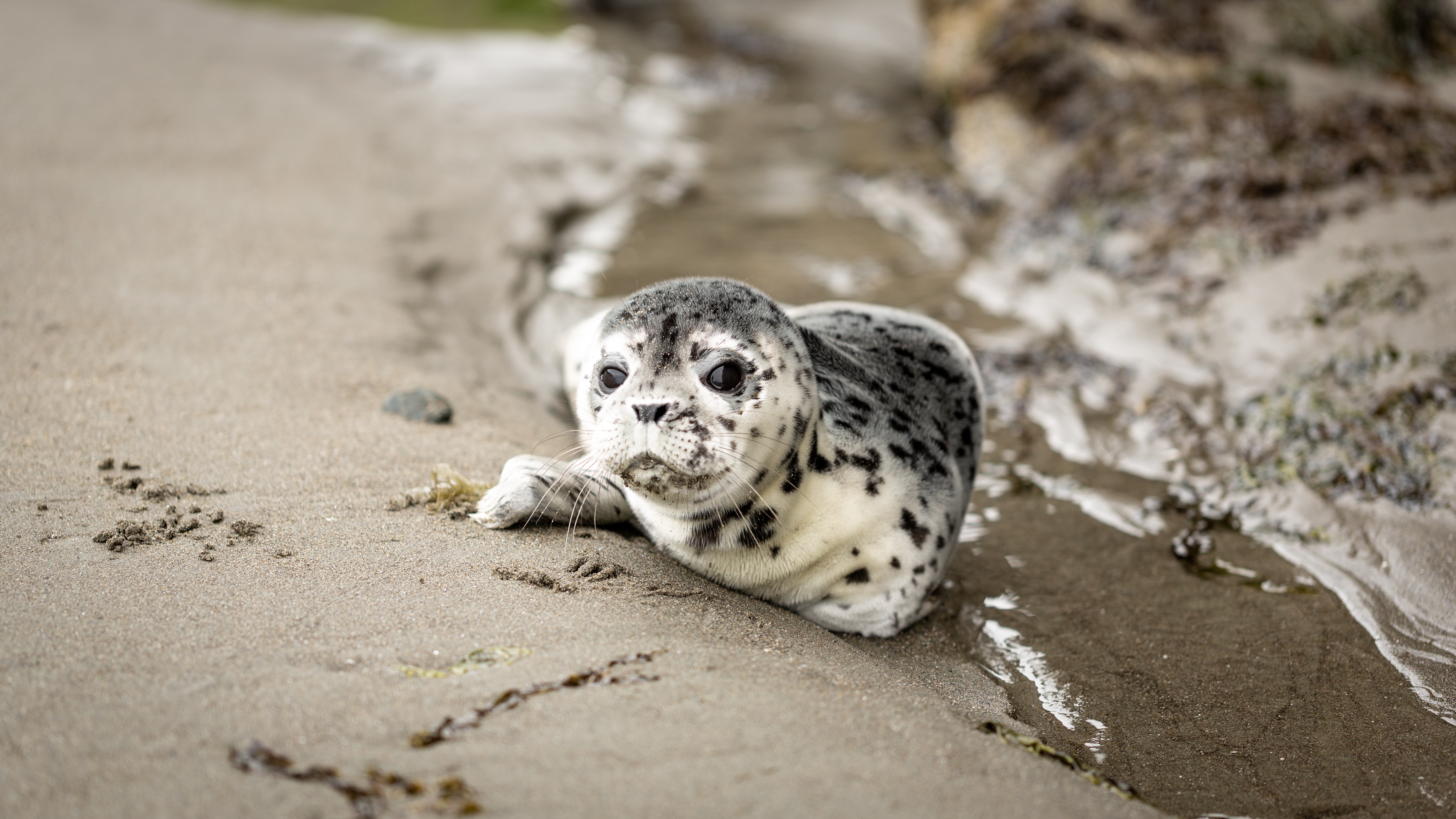 Baby Seal Wallpapers