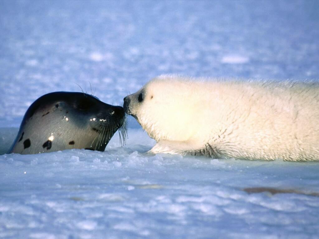 Baby Seal Wallpapers