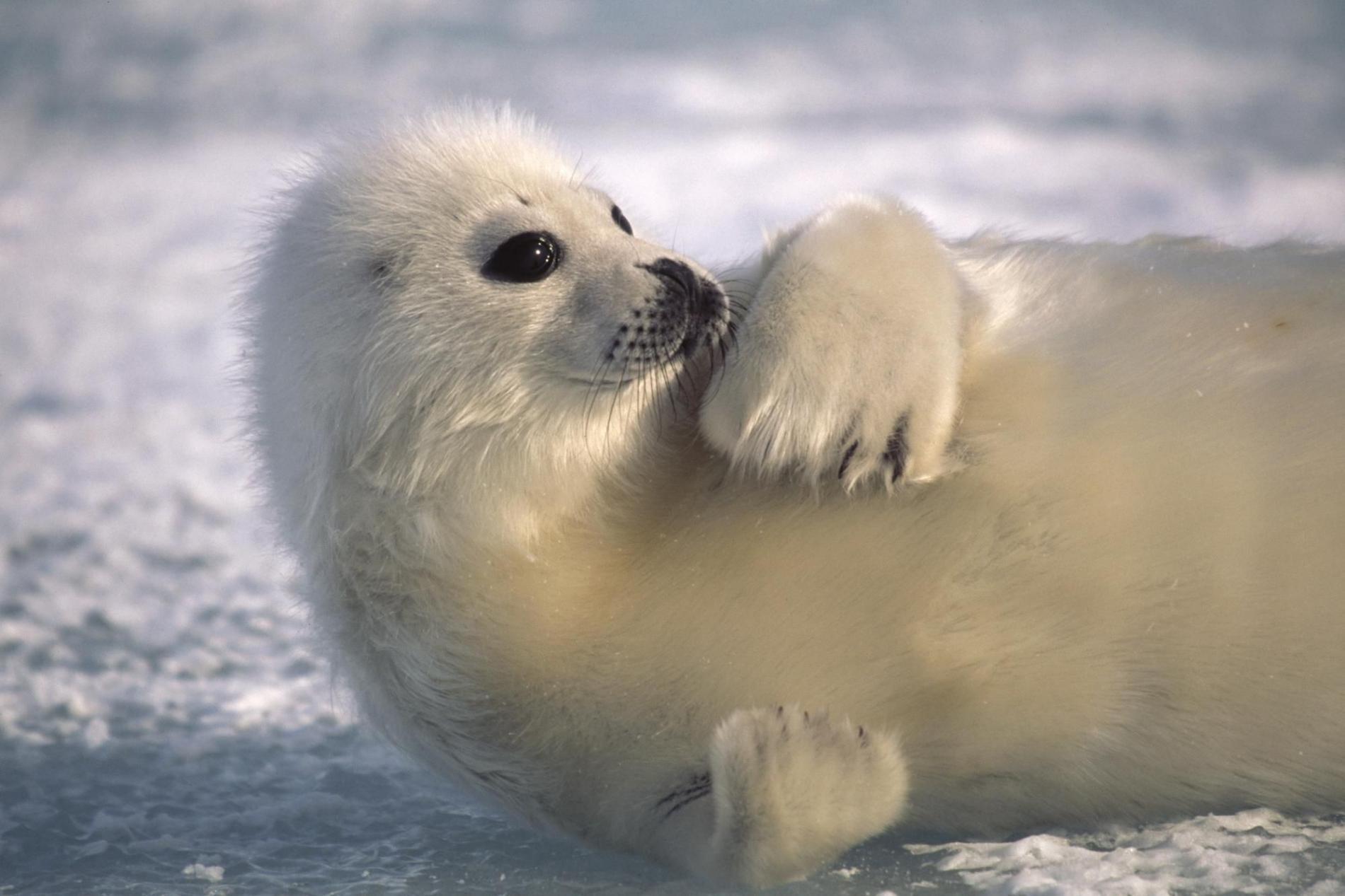 Baby Seal Wallpapers