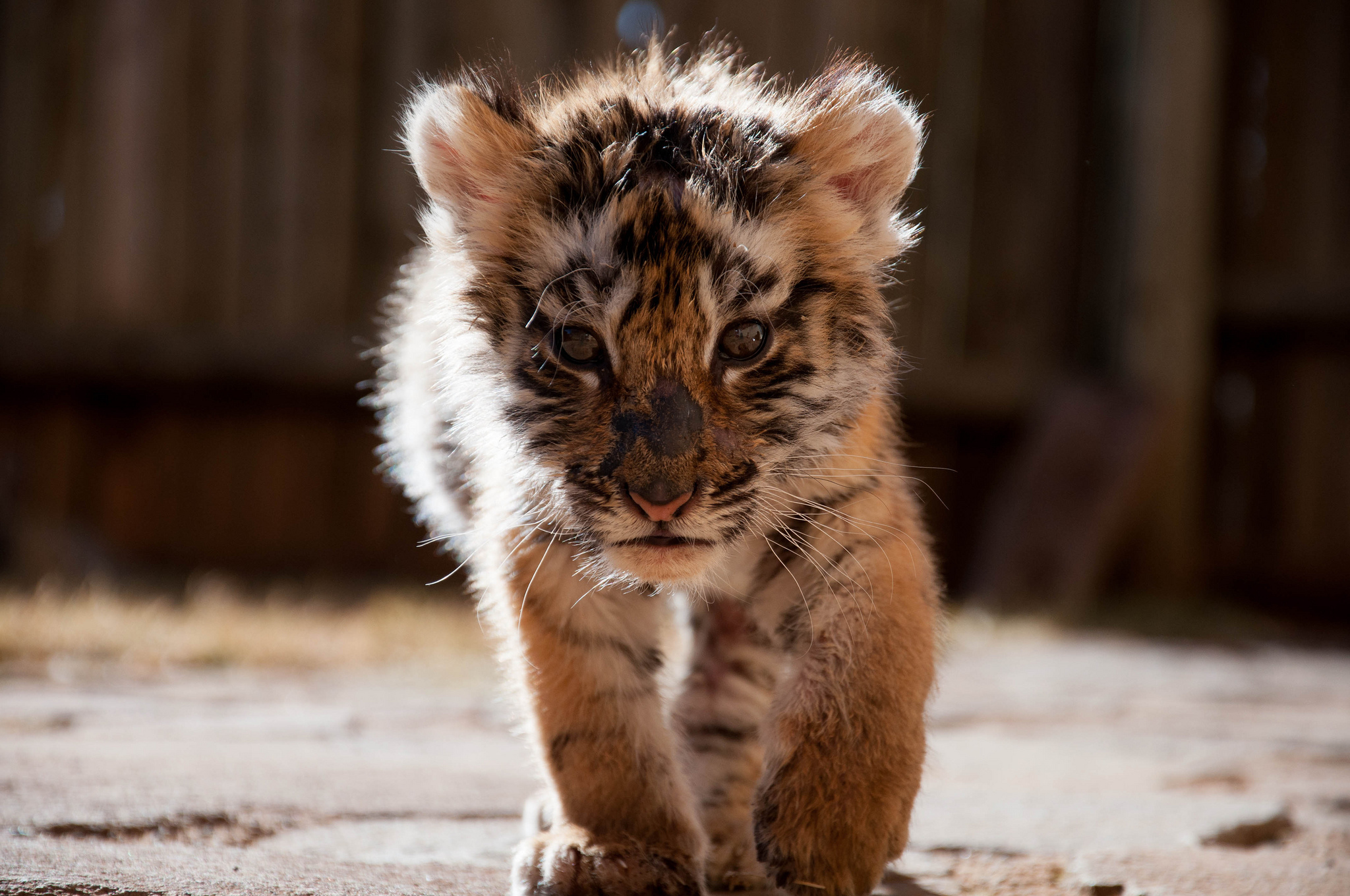 Baby Tigers Wallpapers