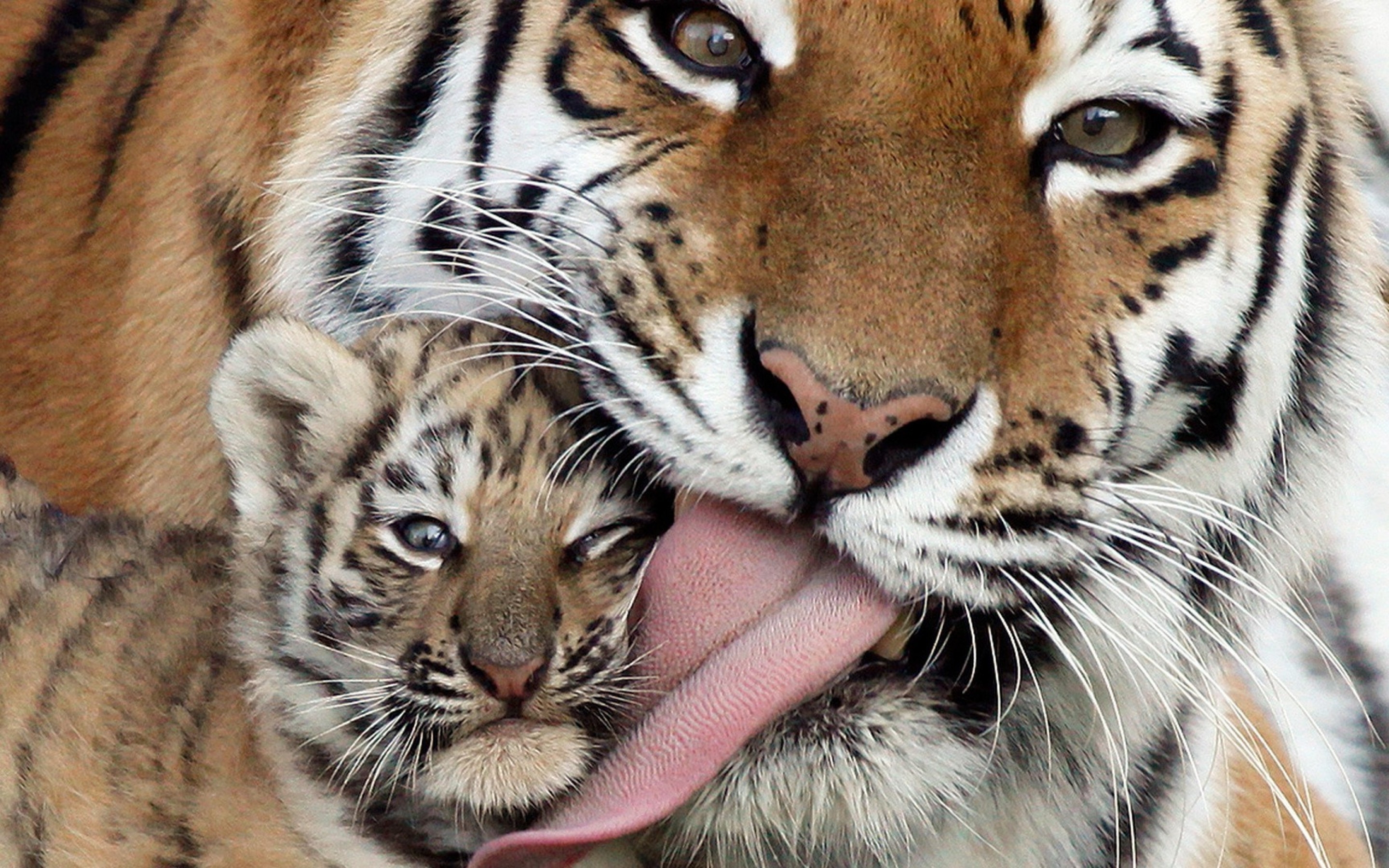 Baby Tigers Wallpapers