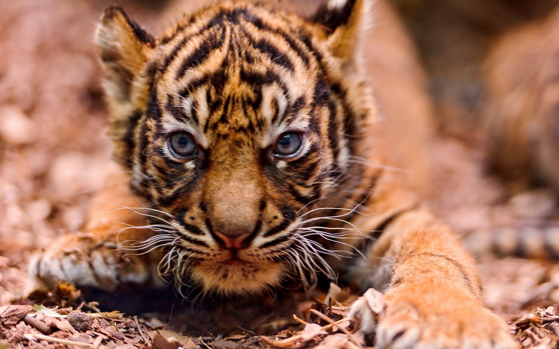 Baby Tigers Wallpapers