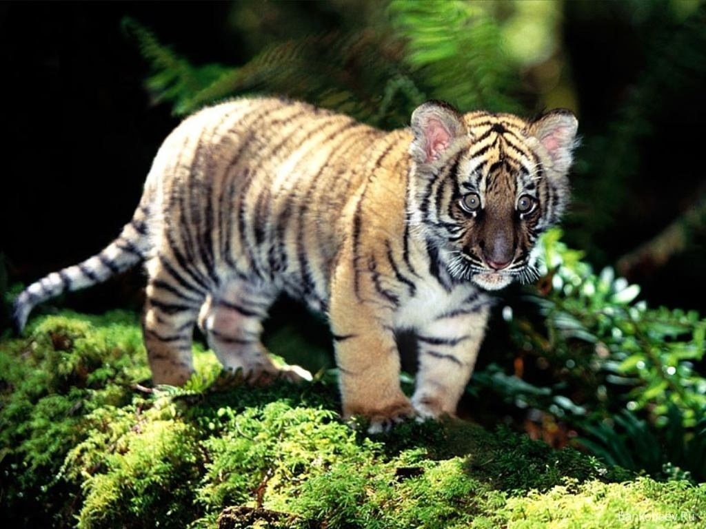 Baby Tigers Wallpapers