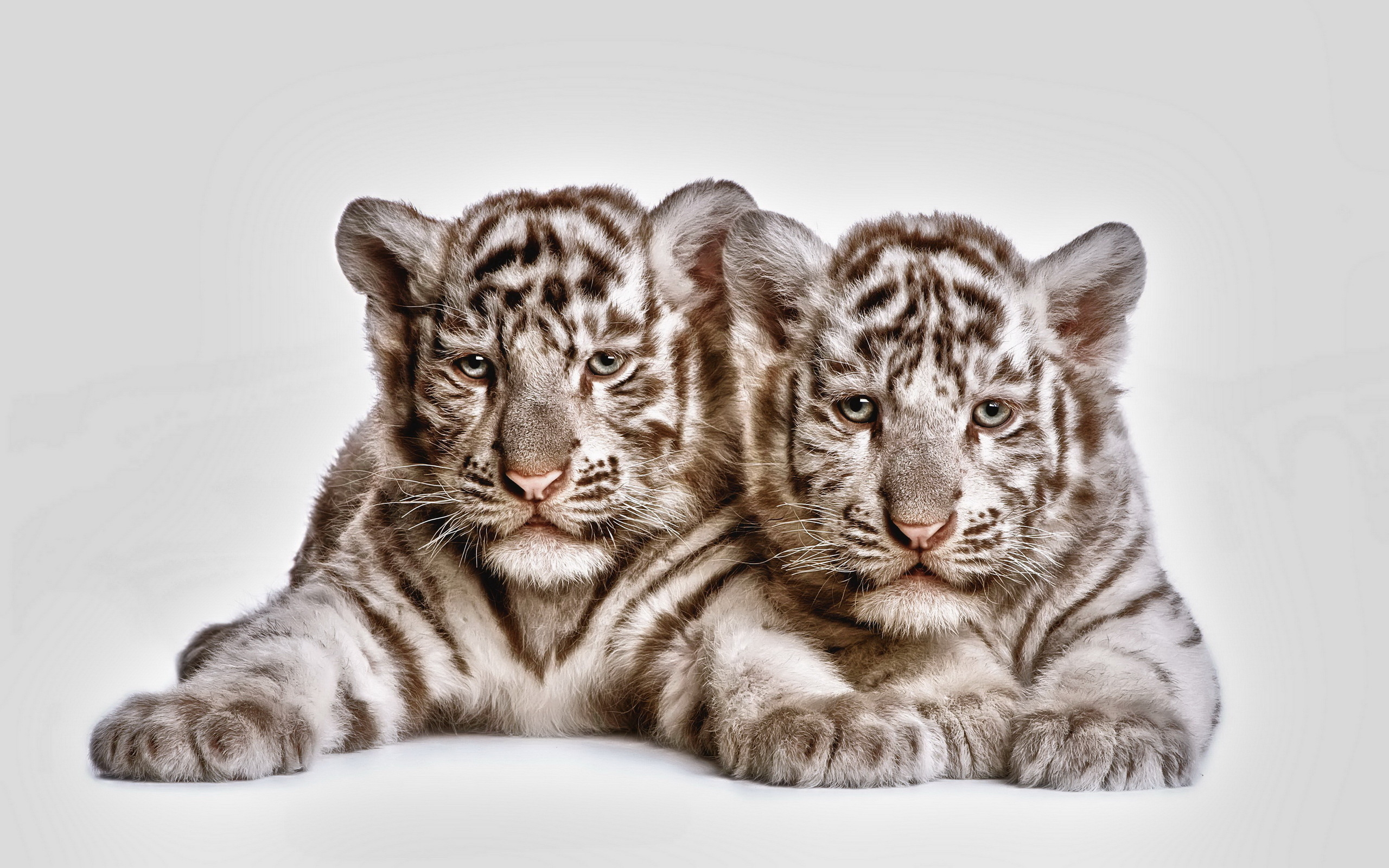 Baby Tigers Wallpapers