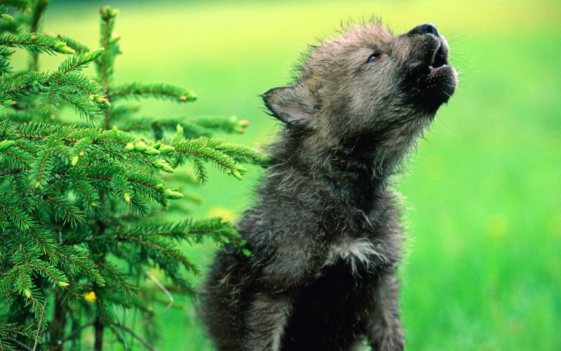 Baby Wolf Wallpapers