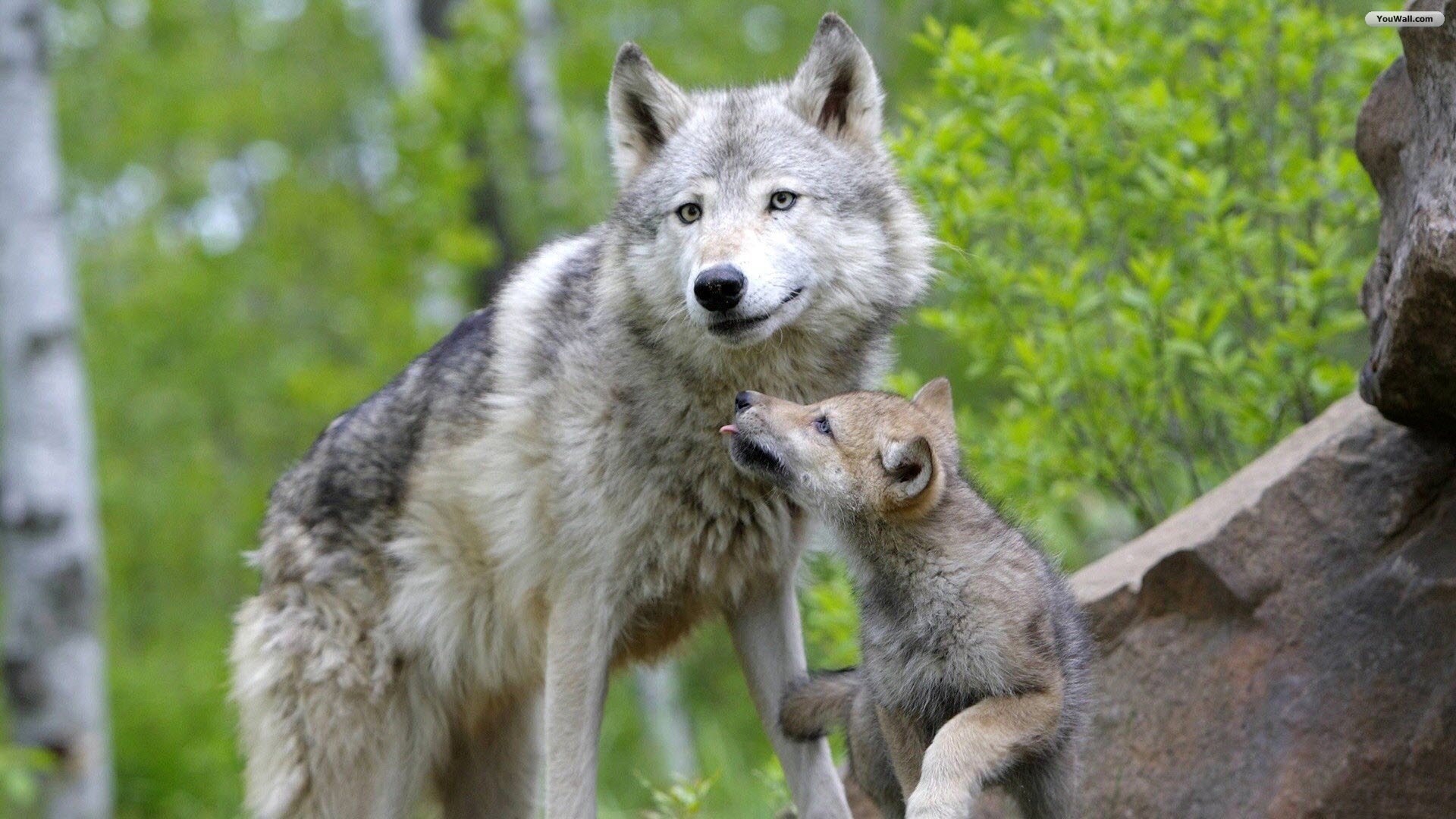 Baby Wolf Wallpapers