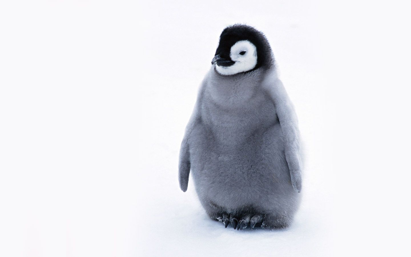 Babypenguin Wallpapers