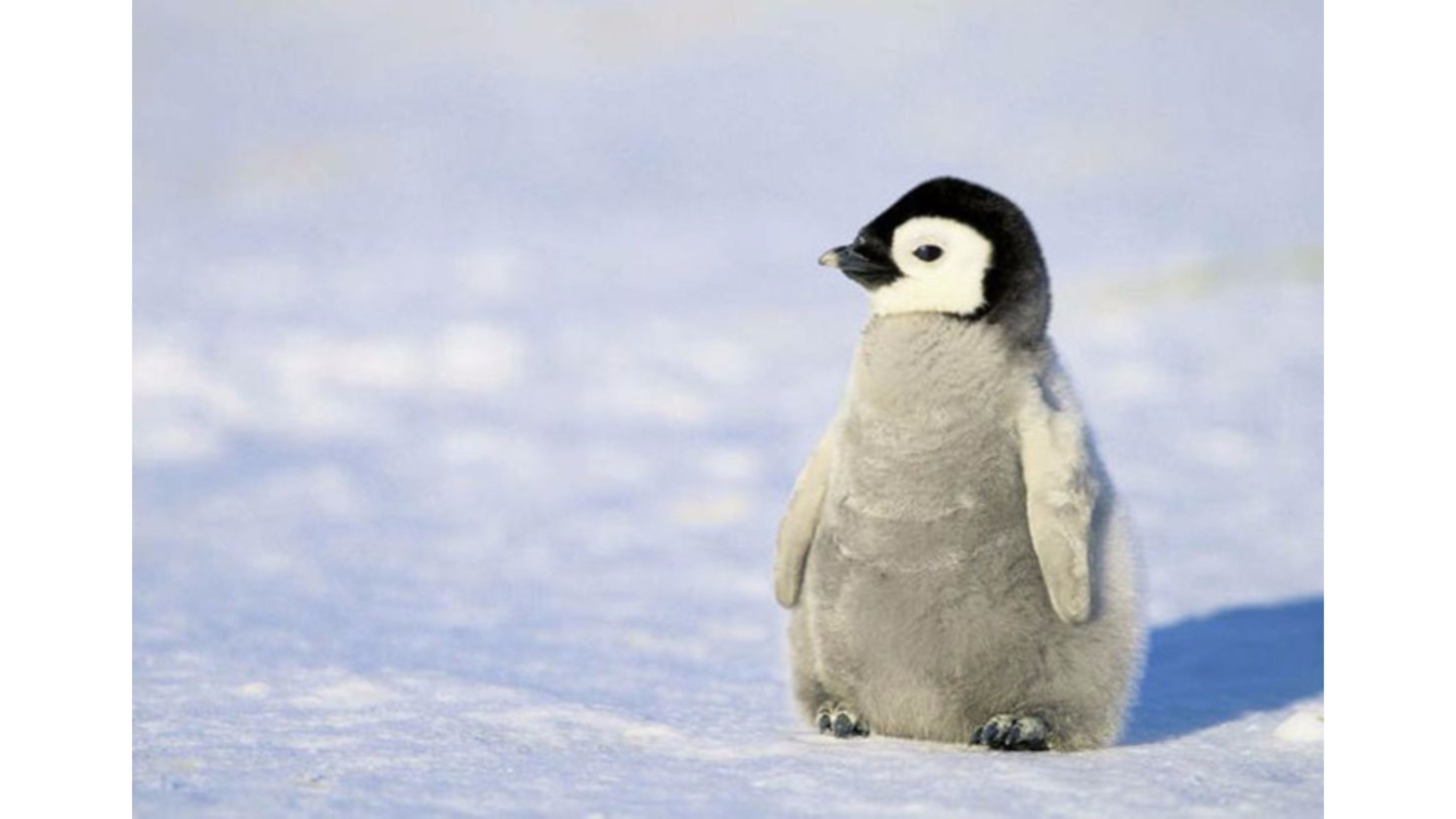 Babypenguin Wallpapers