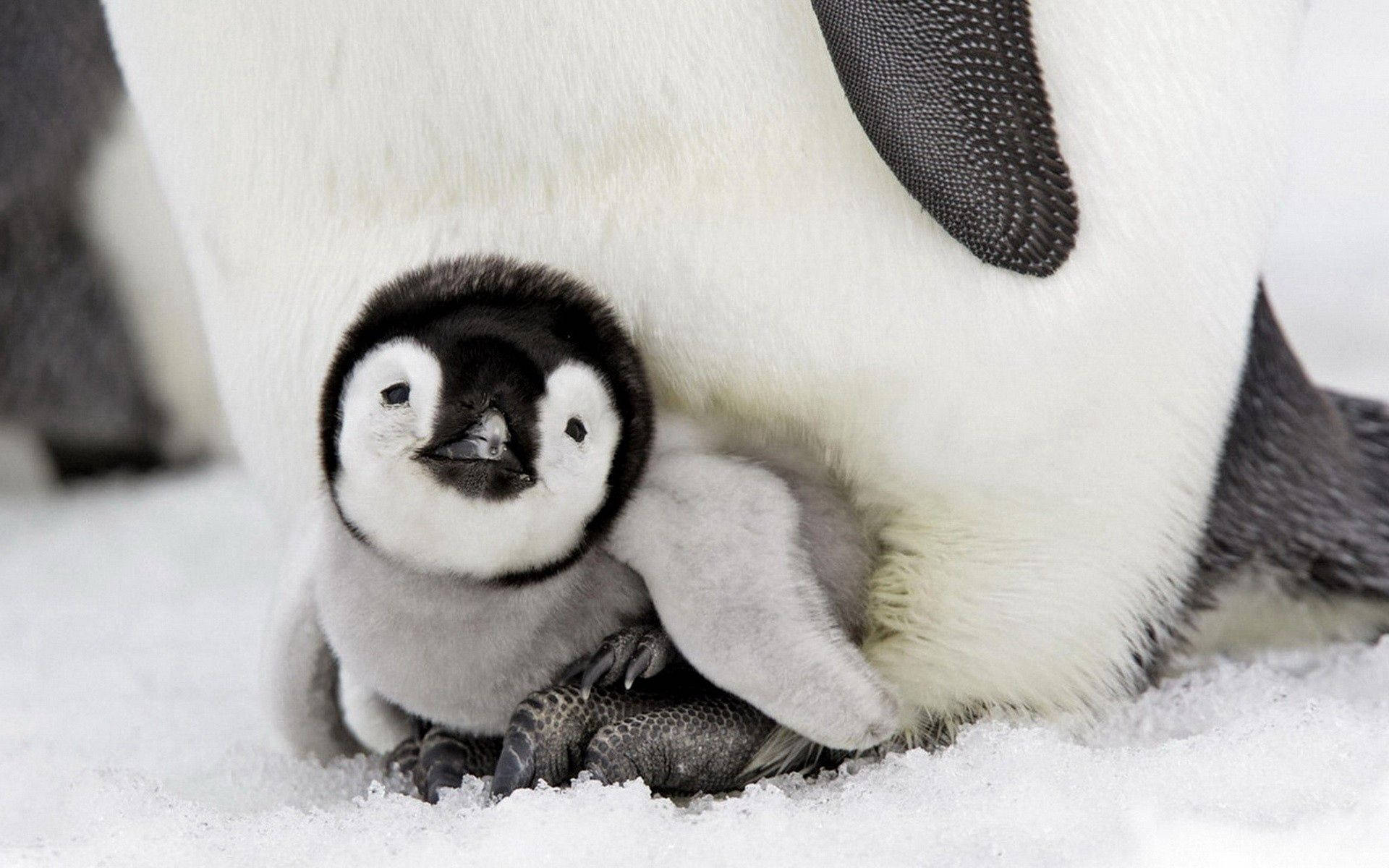 Babypenguin Wallpapers