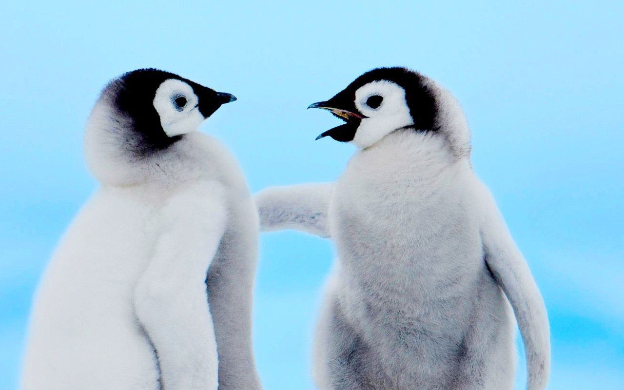 Babypenguin Wallpapers