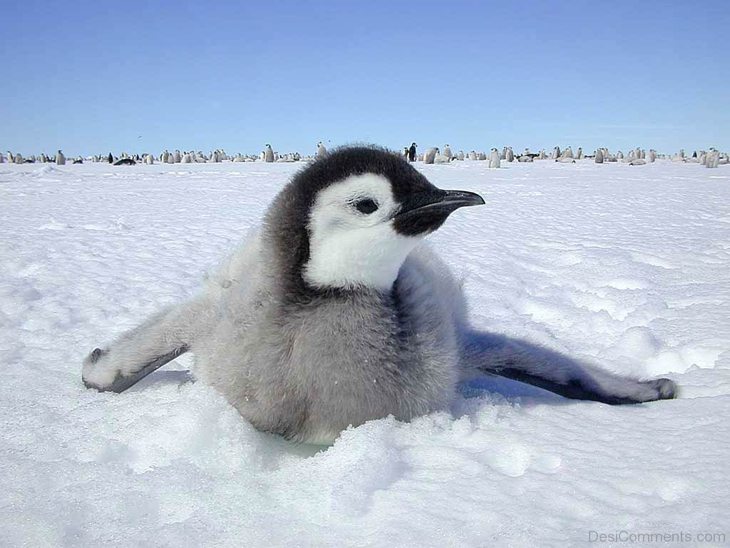 Babypenguin Wallpapers