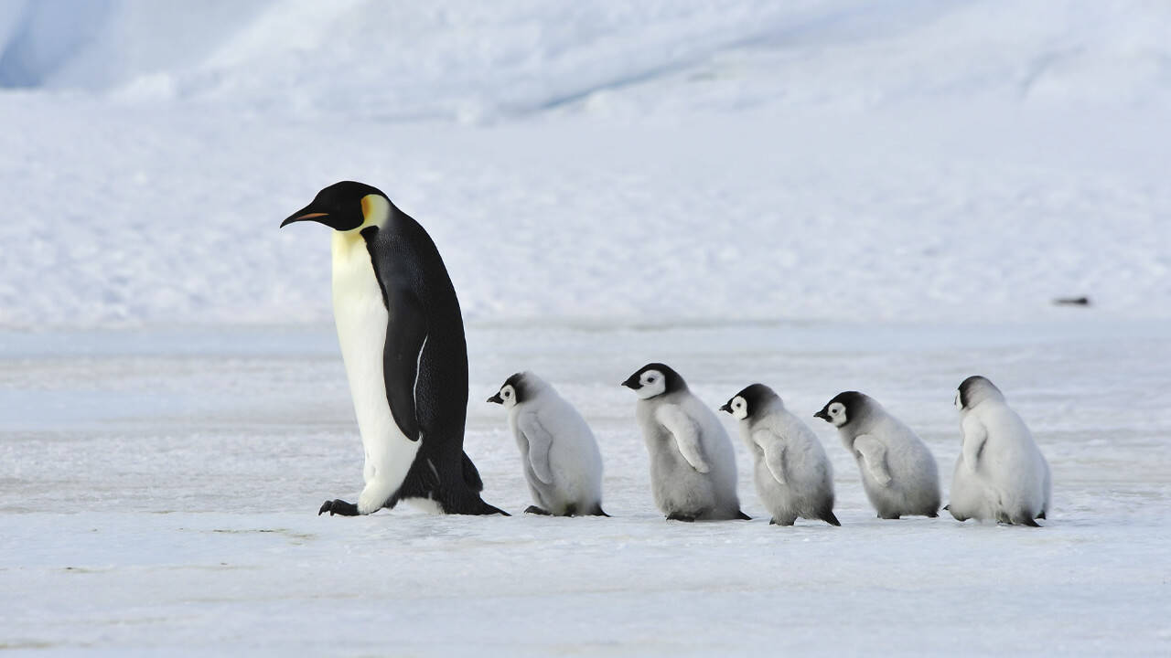 Babypenguin Wallpapers