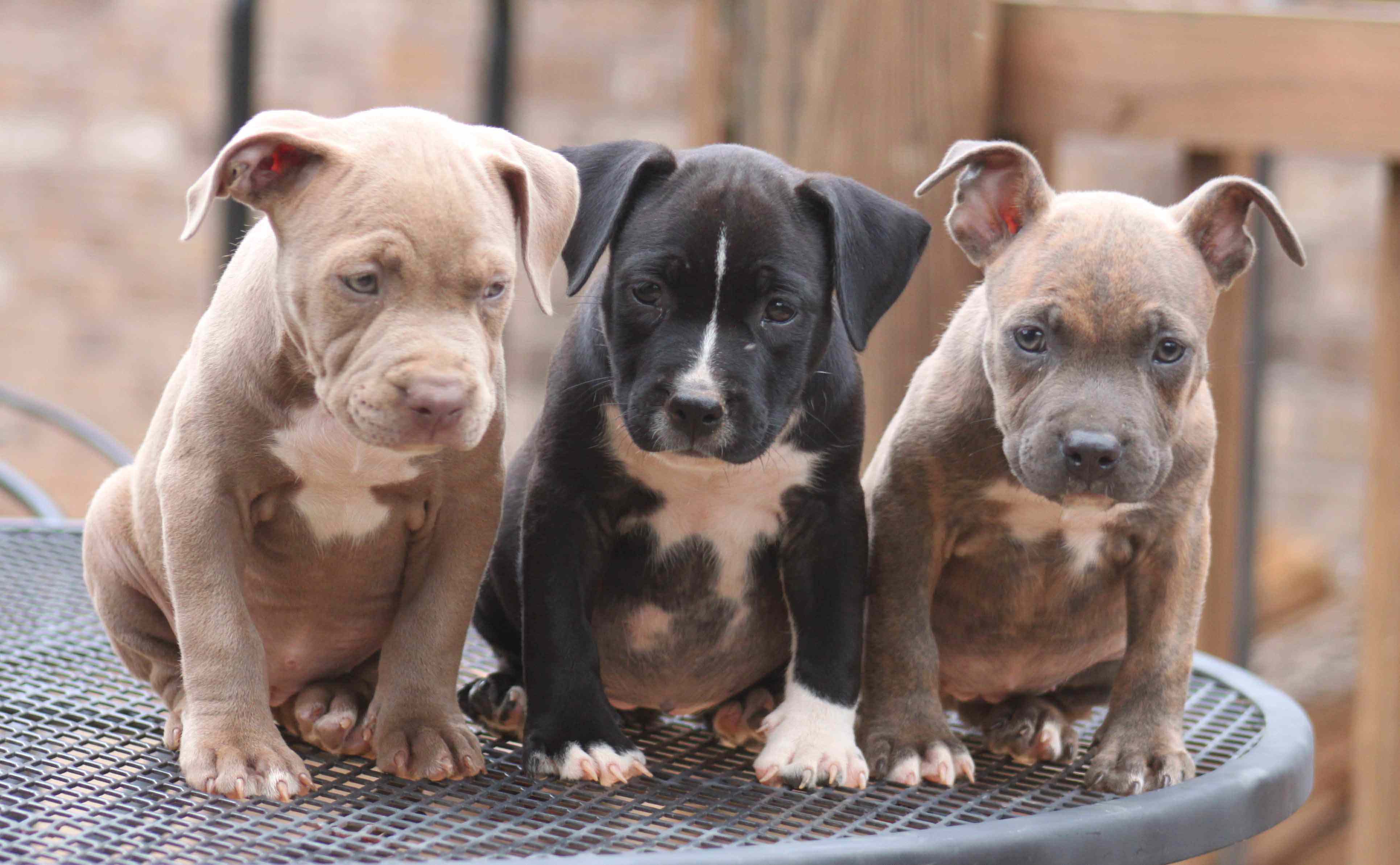 Babypitbull Wallpapers