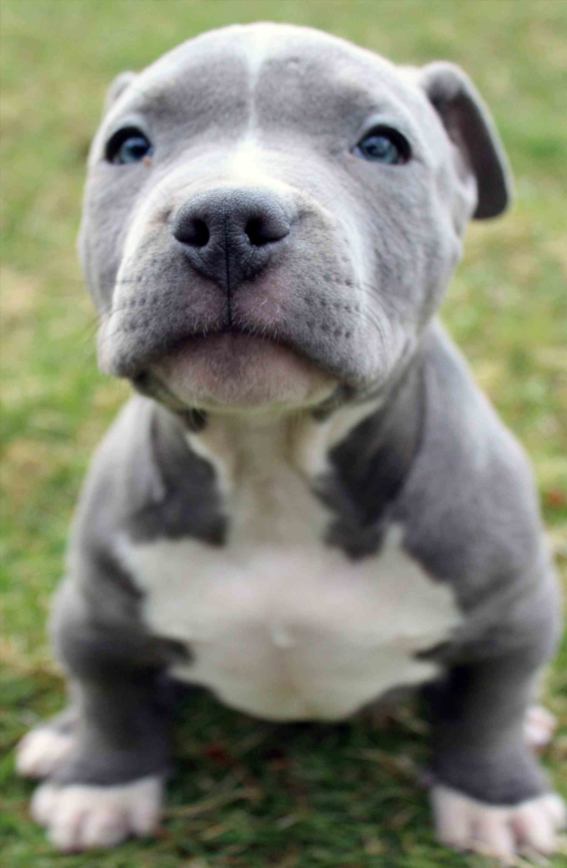 Babypitbull Wallpapers