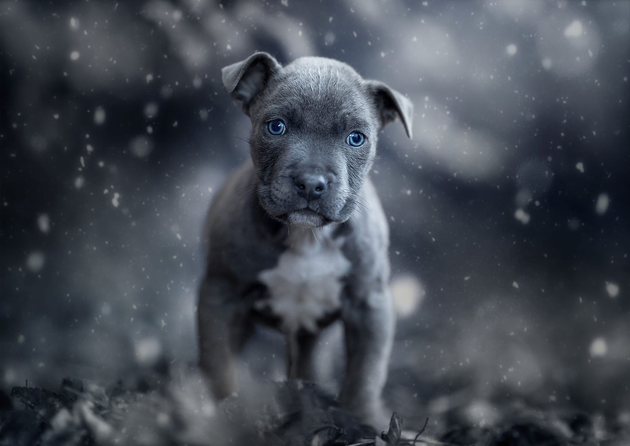 Babypitbull Wallpapers