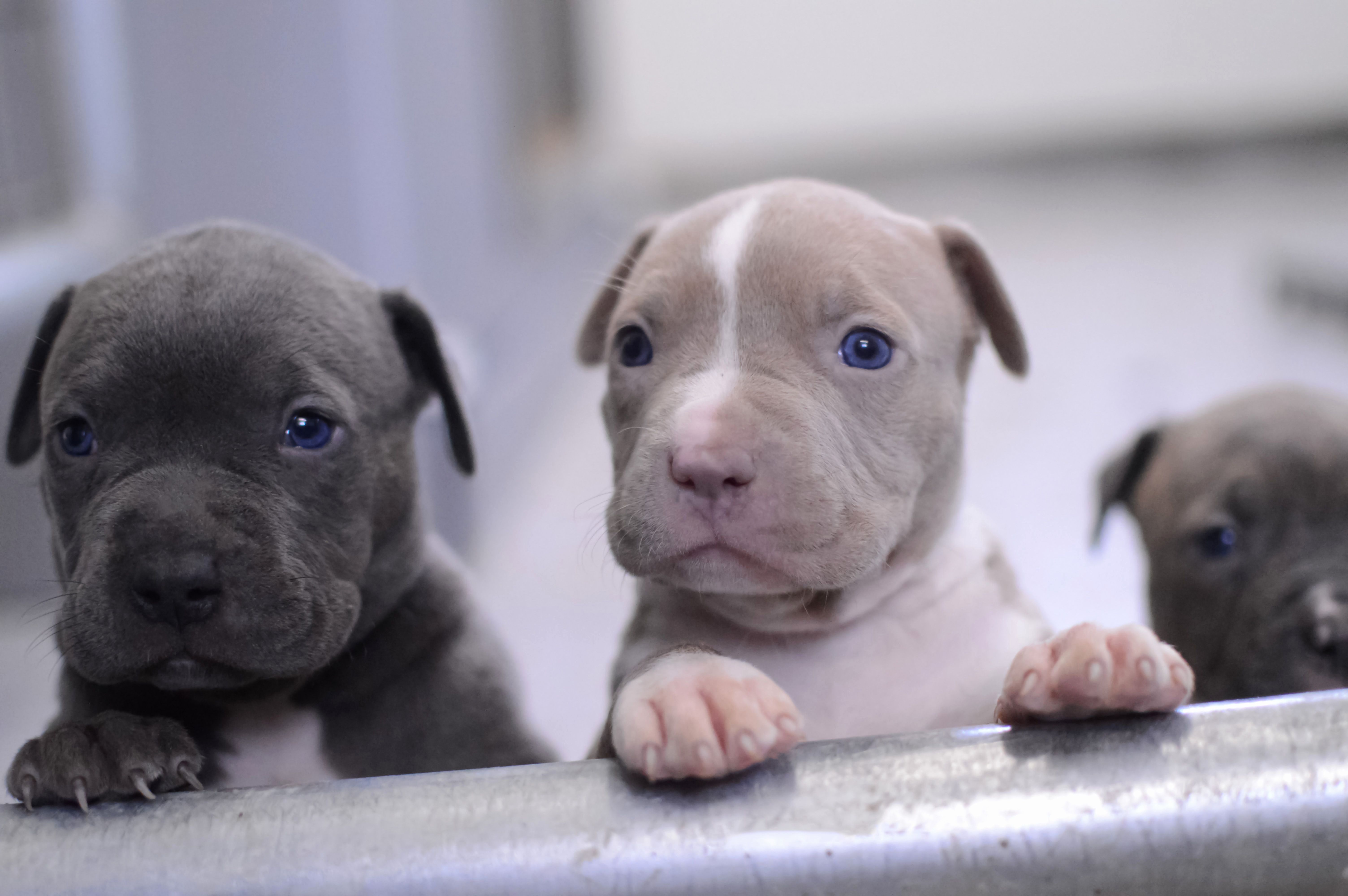 Babypitbull Wallpapers