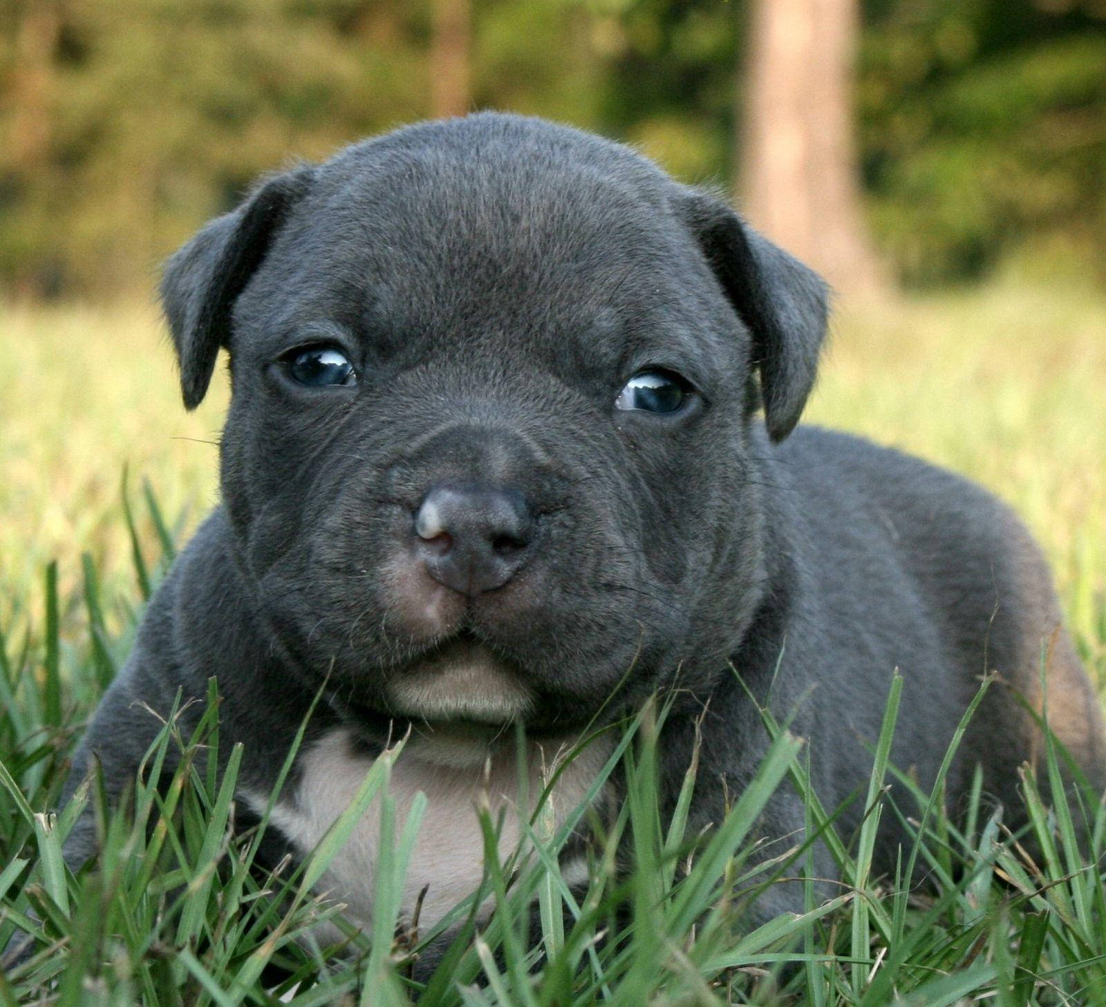 Babypitbull Wallpapers