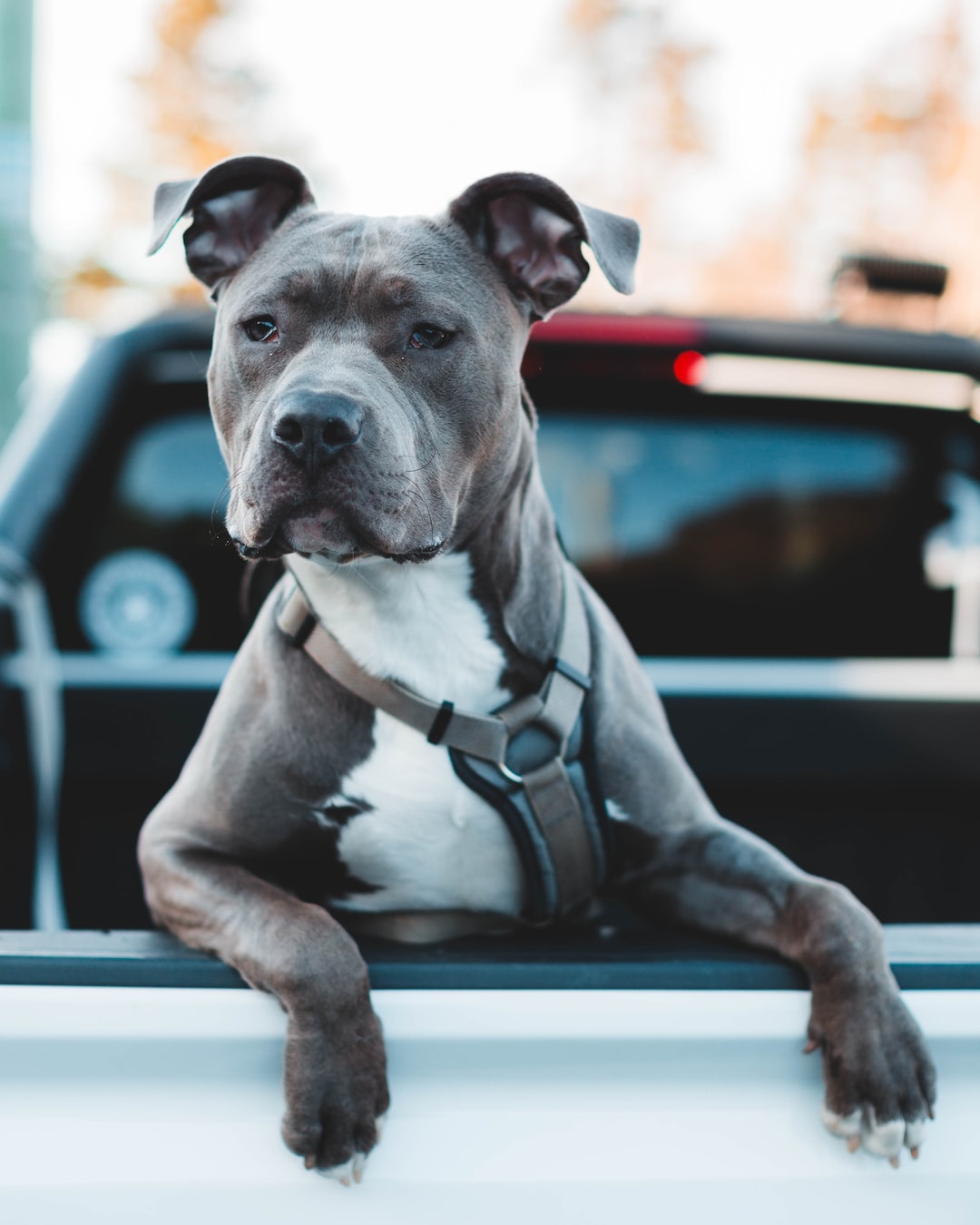 Babypitbull Wallpapers