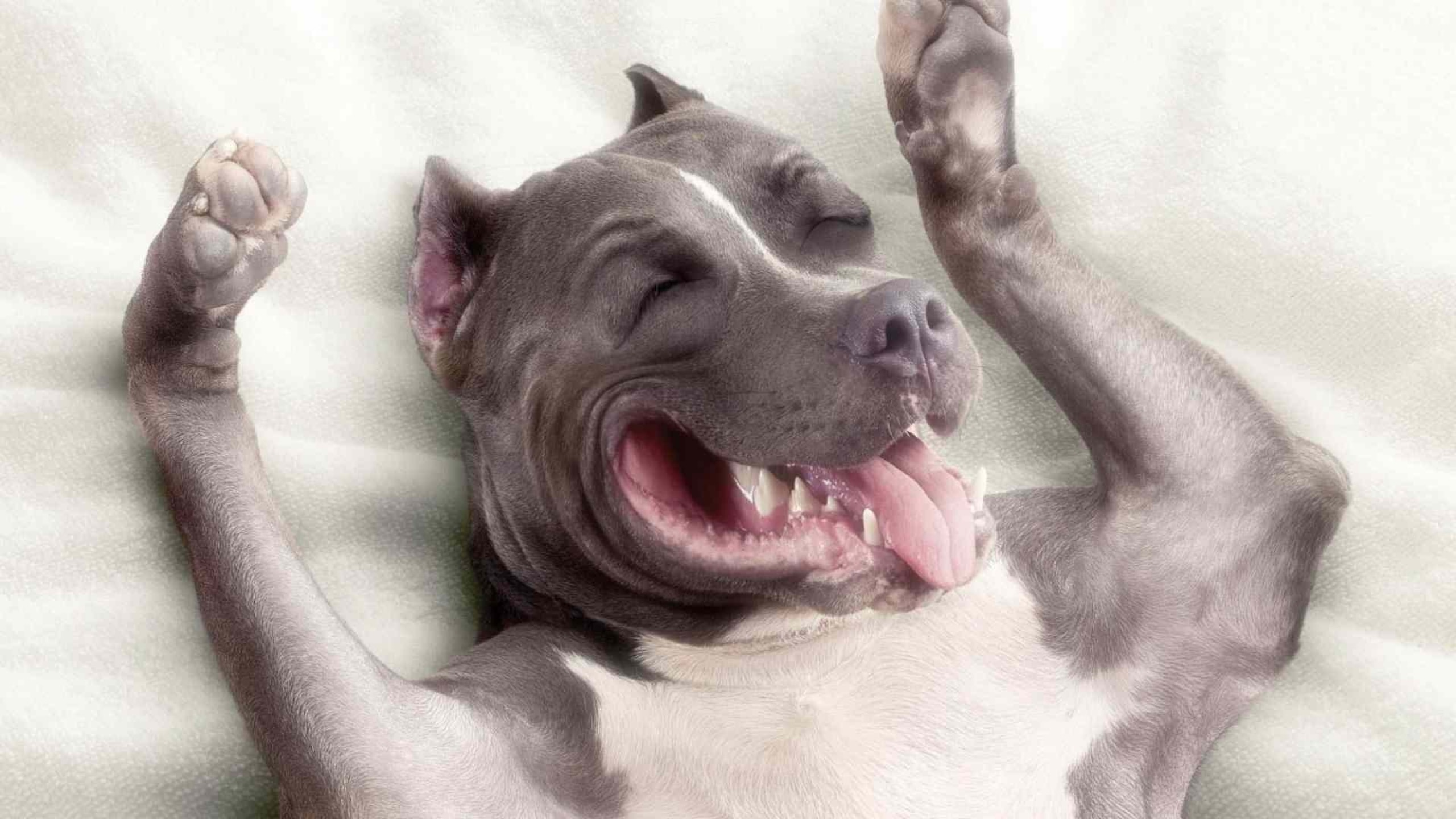 Babypitbull Wallpapers